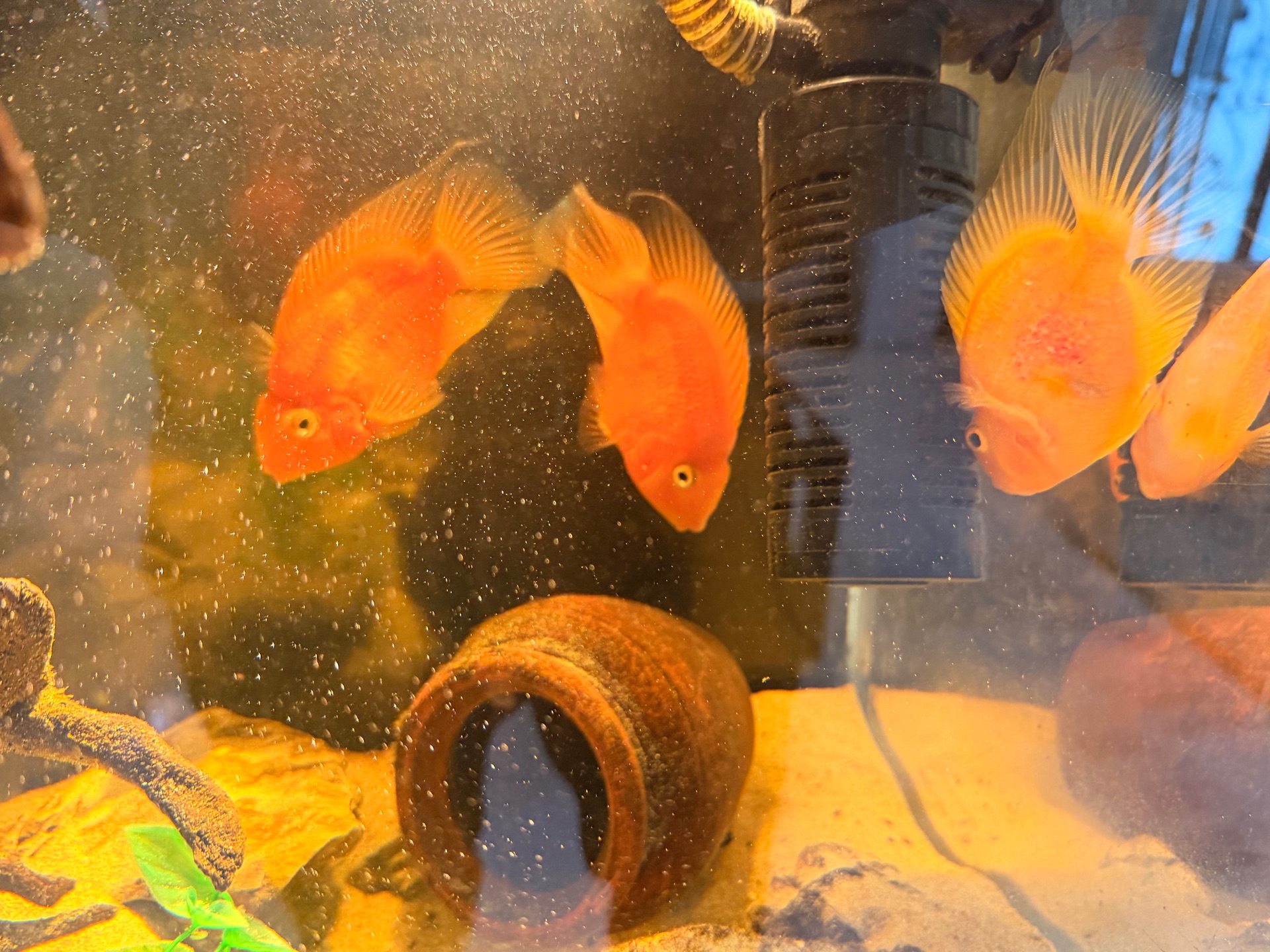 Parrot fish for sale - Image 1