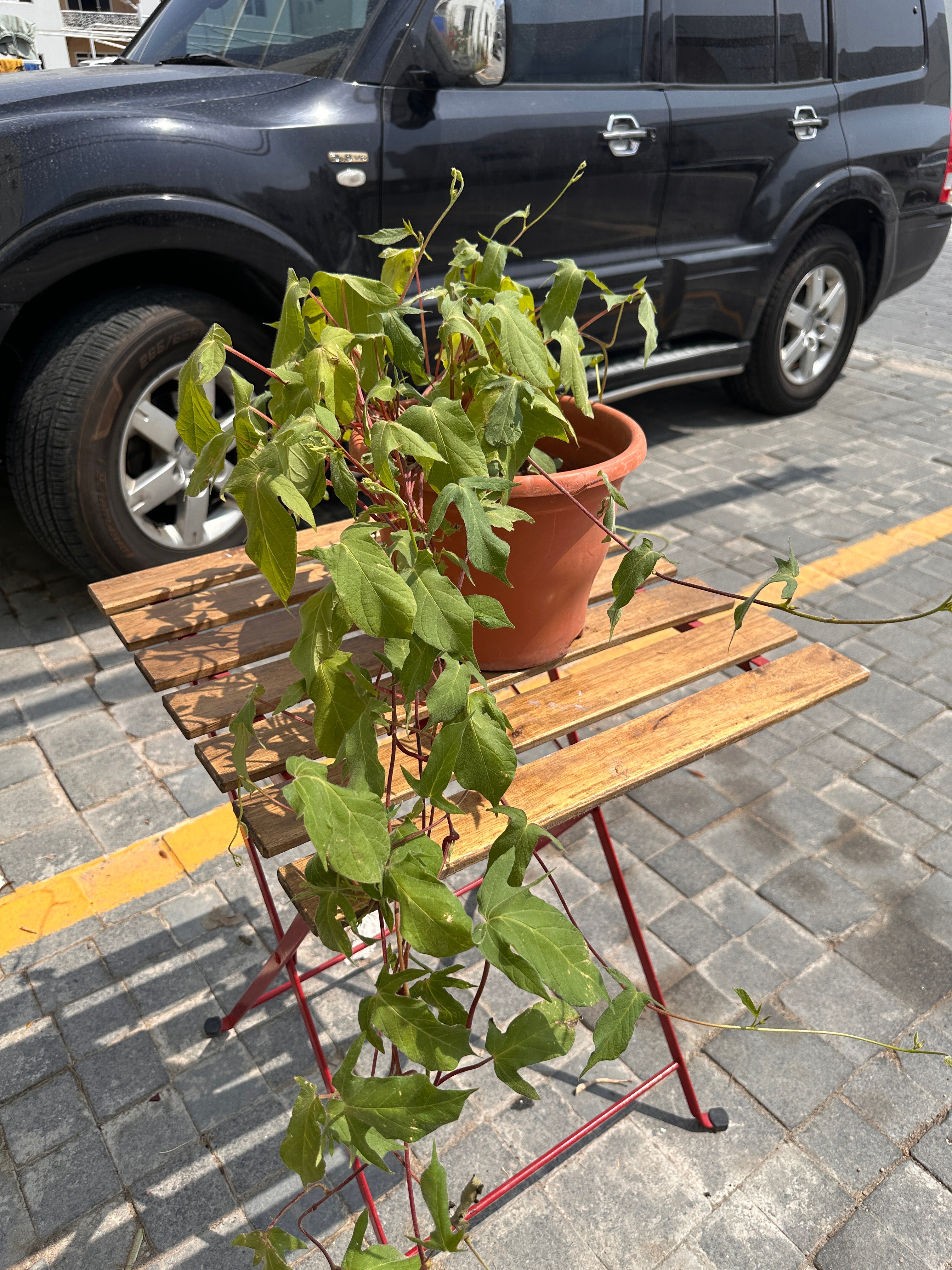 Plants for sale low price  - Image 8