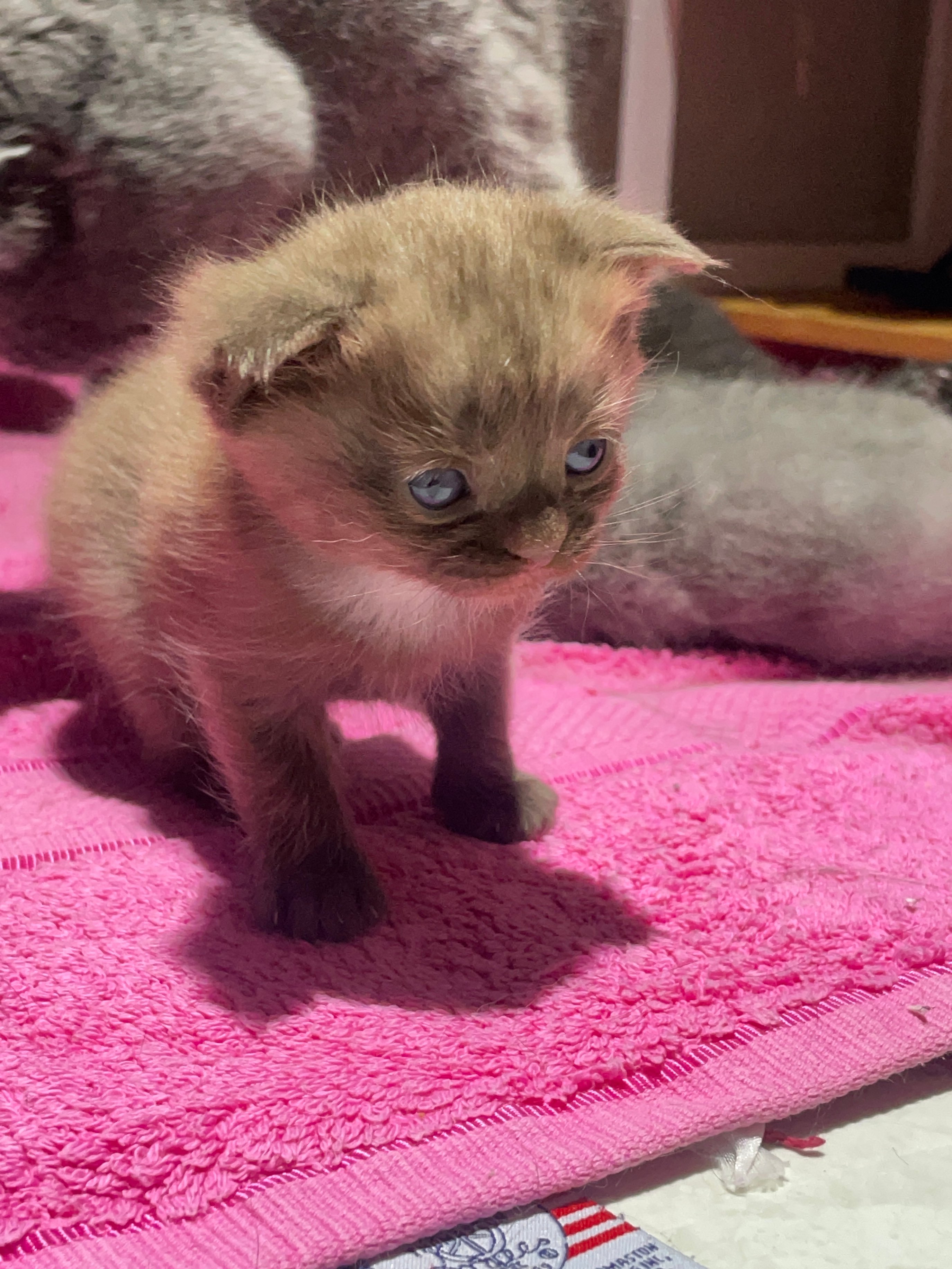 Brown chocolate female Scottish fold  - Image 2