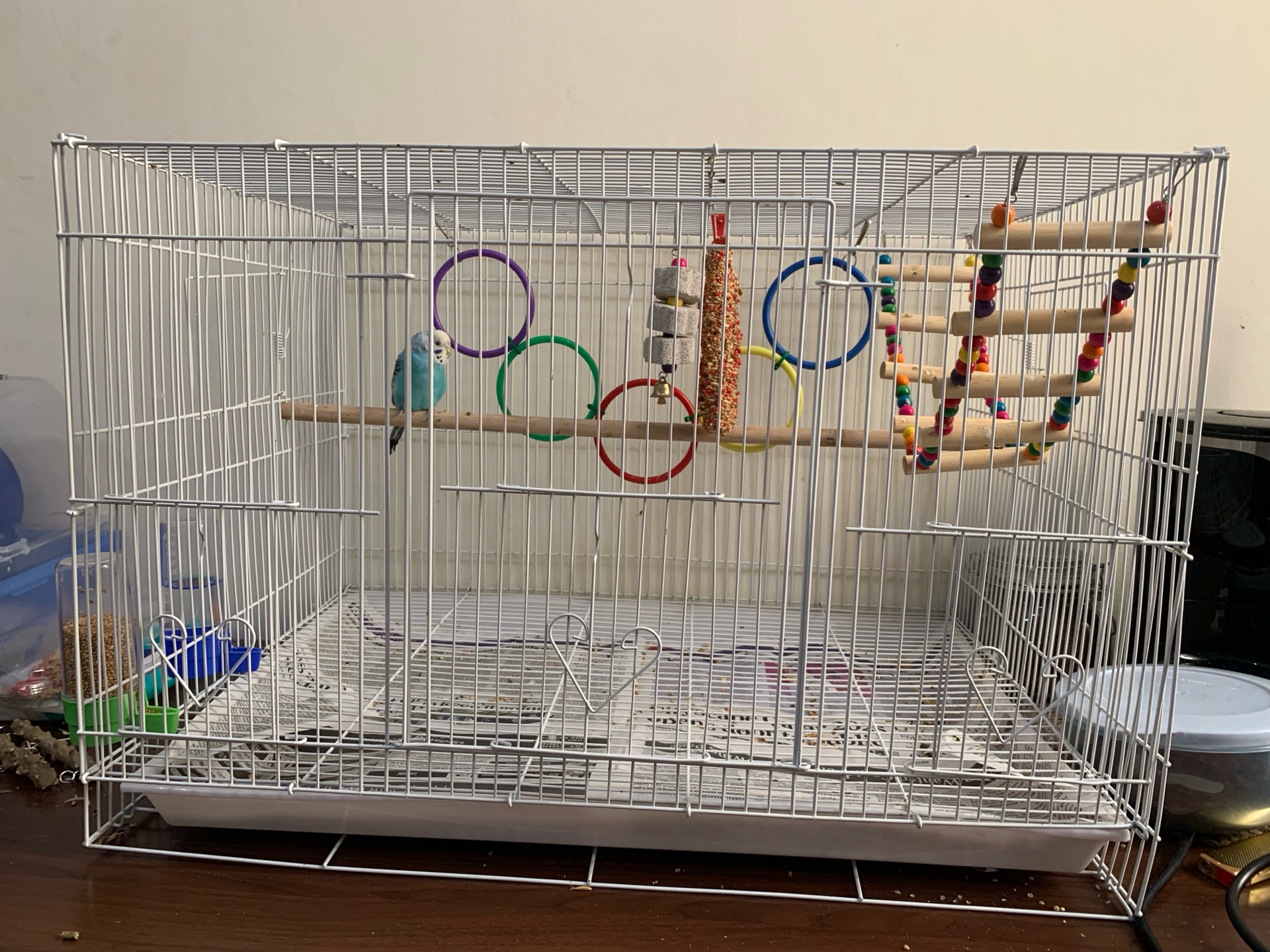 Budgie - 5 Month Old - Image 6