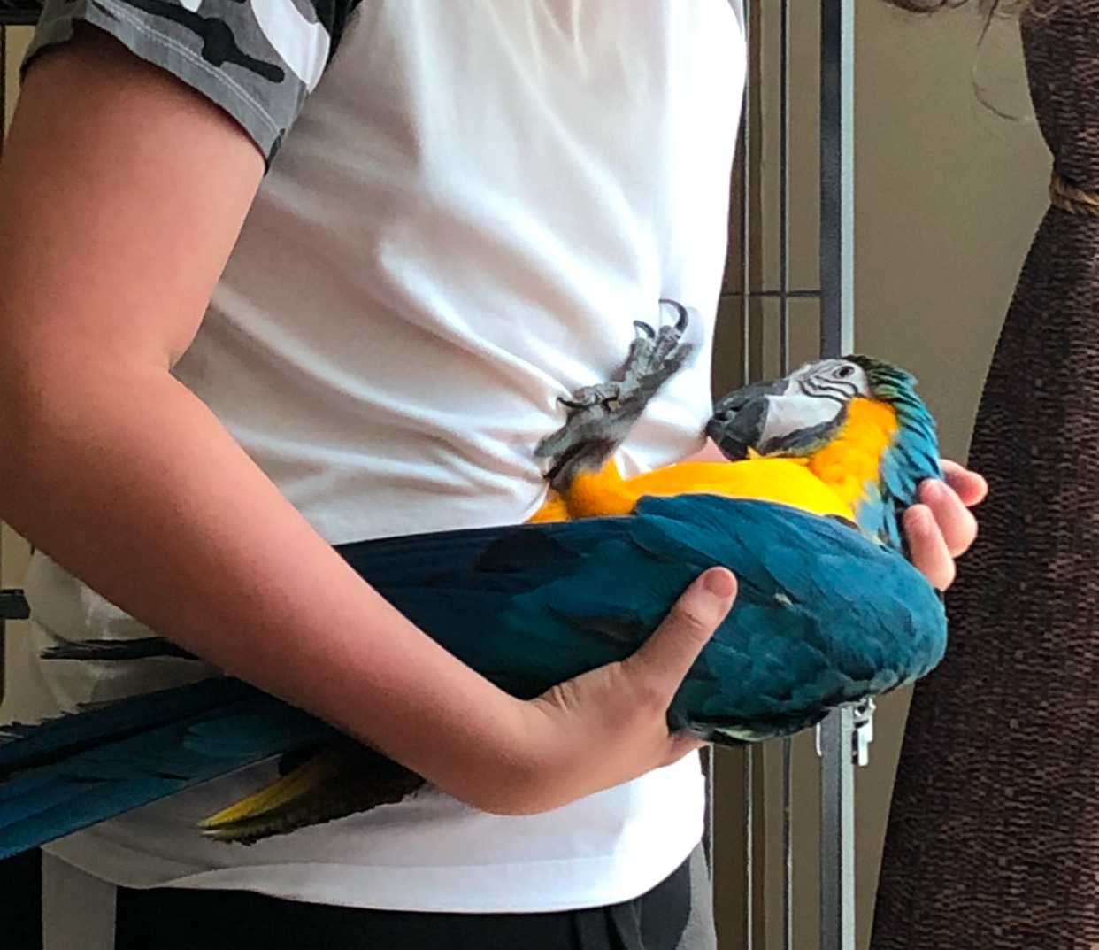 Golden Macaw  - Image 3