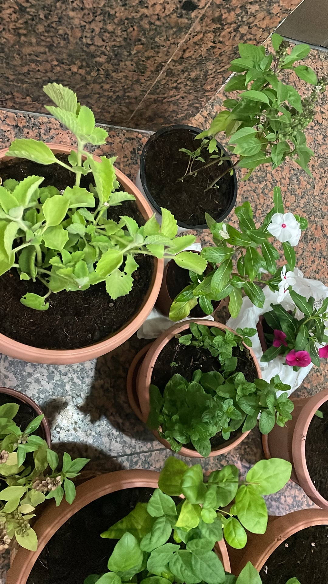 House balcony garden plants with jar  - Image 2