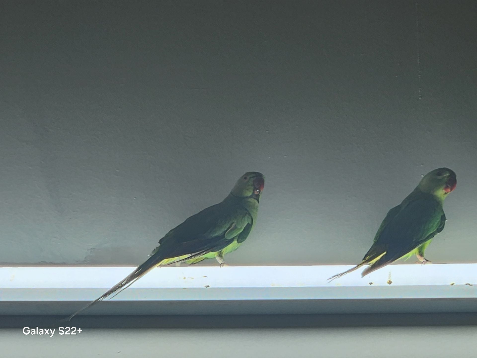 Parrot 02 - Image 1