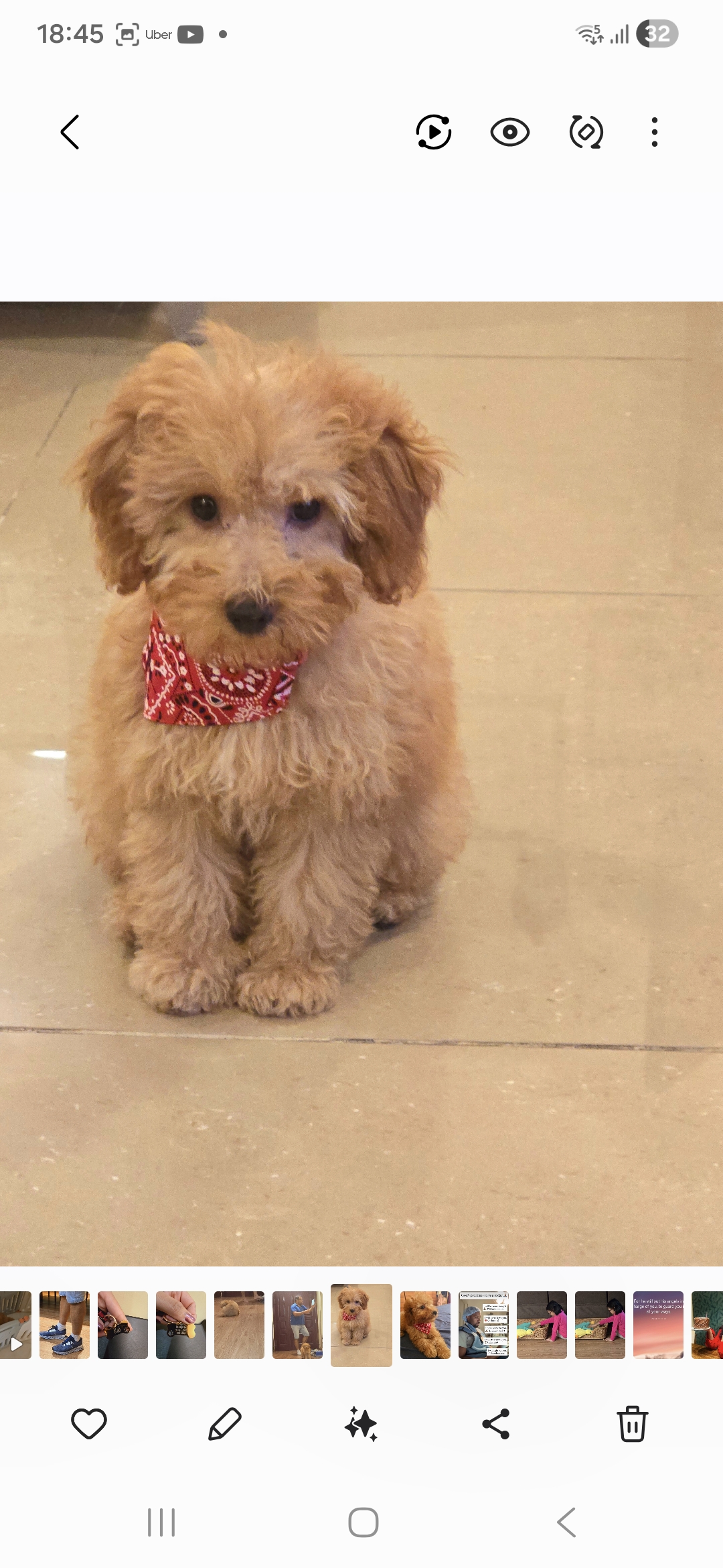 Toy poodle - Image 2