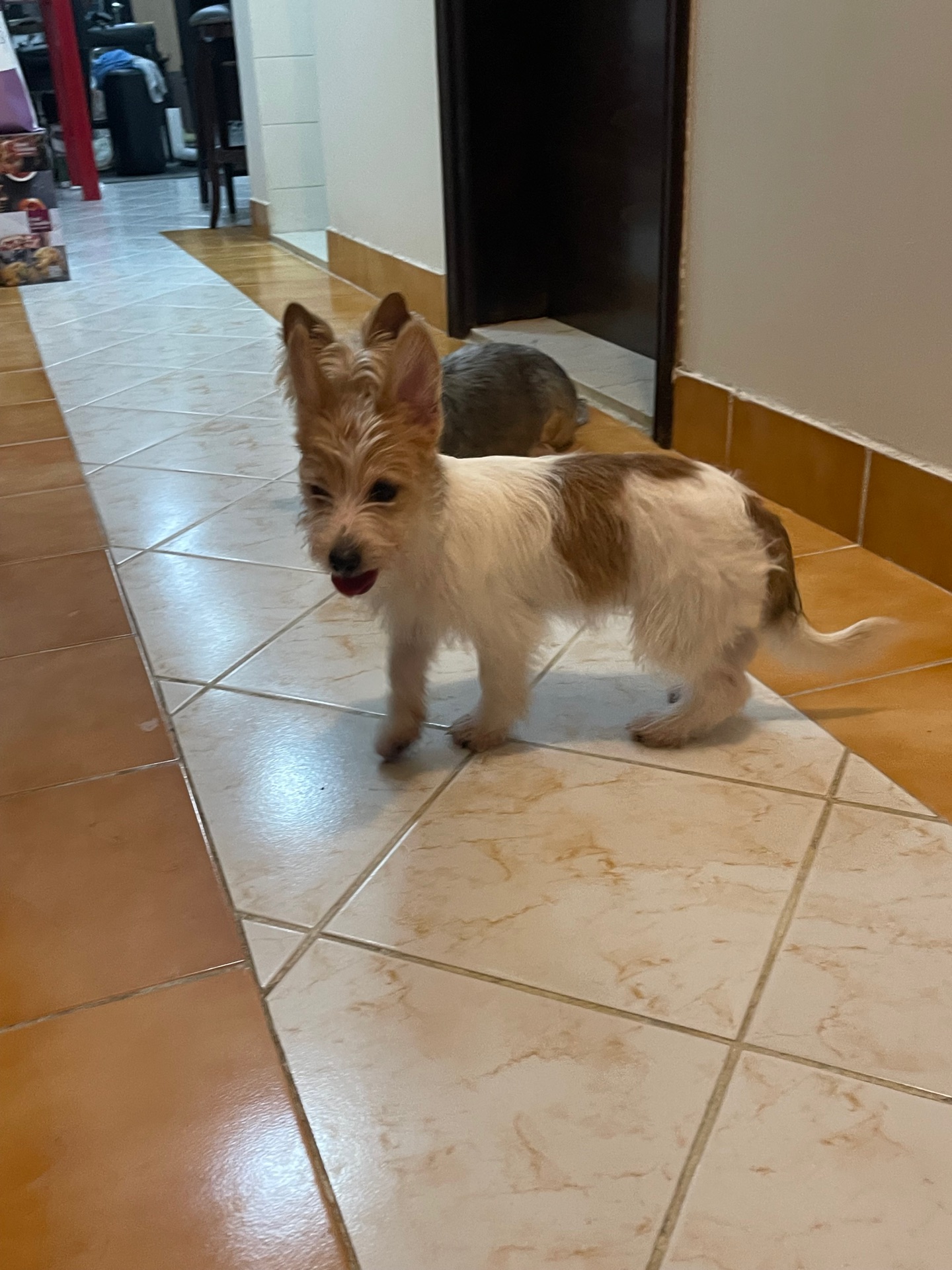 5  month old Puppies - Image 6