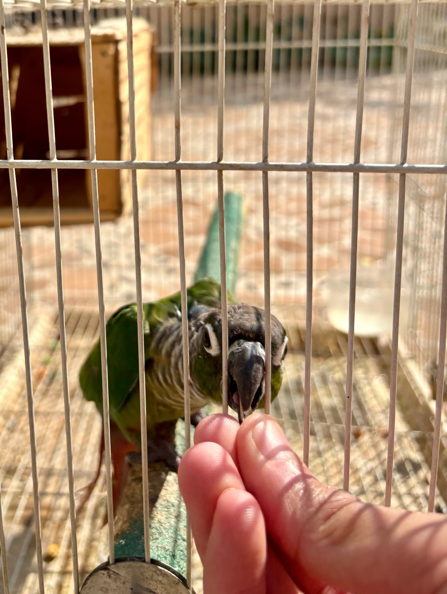 Green cheeck conure  - Image 4