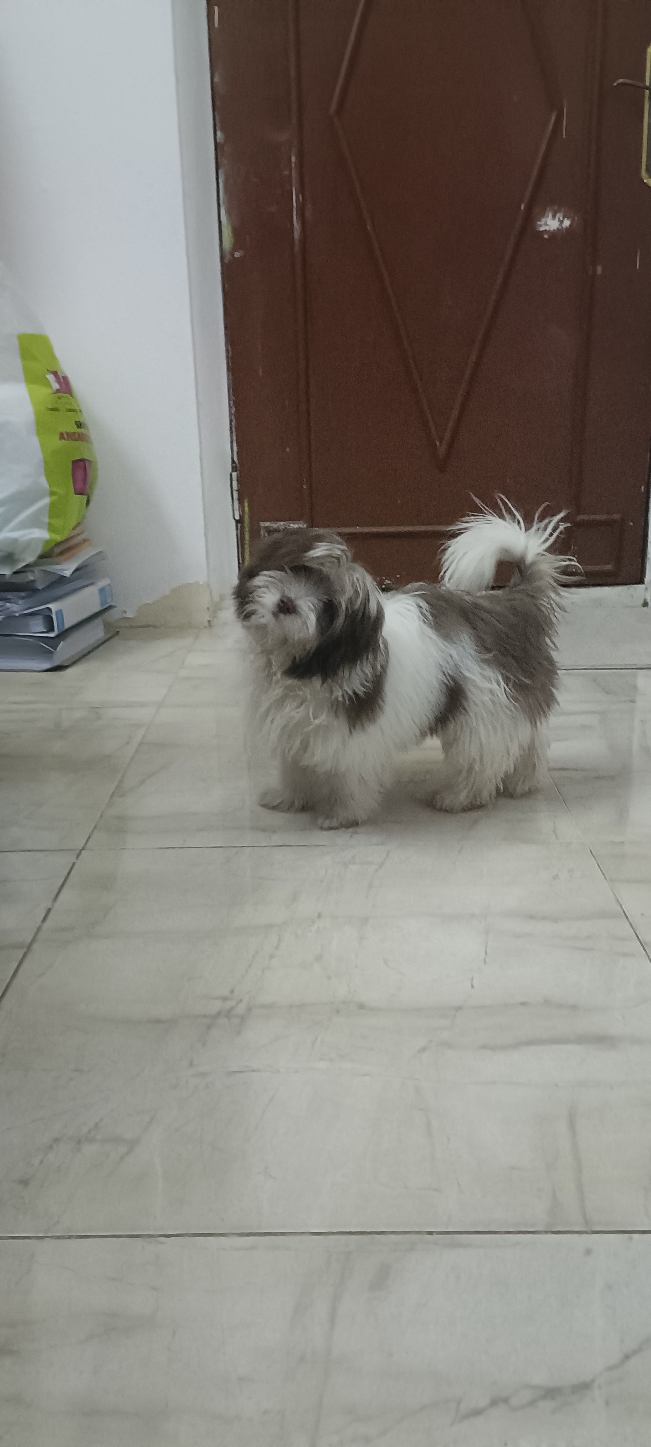 Dog for sale. - Image 4