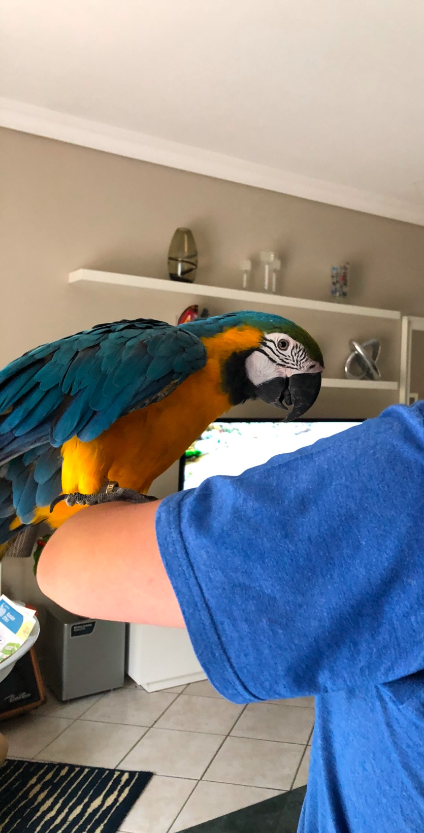 Golden Macaw  - Image 4