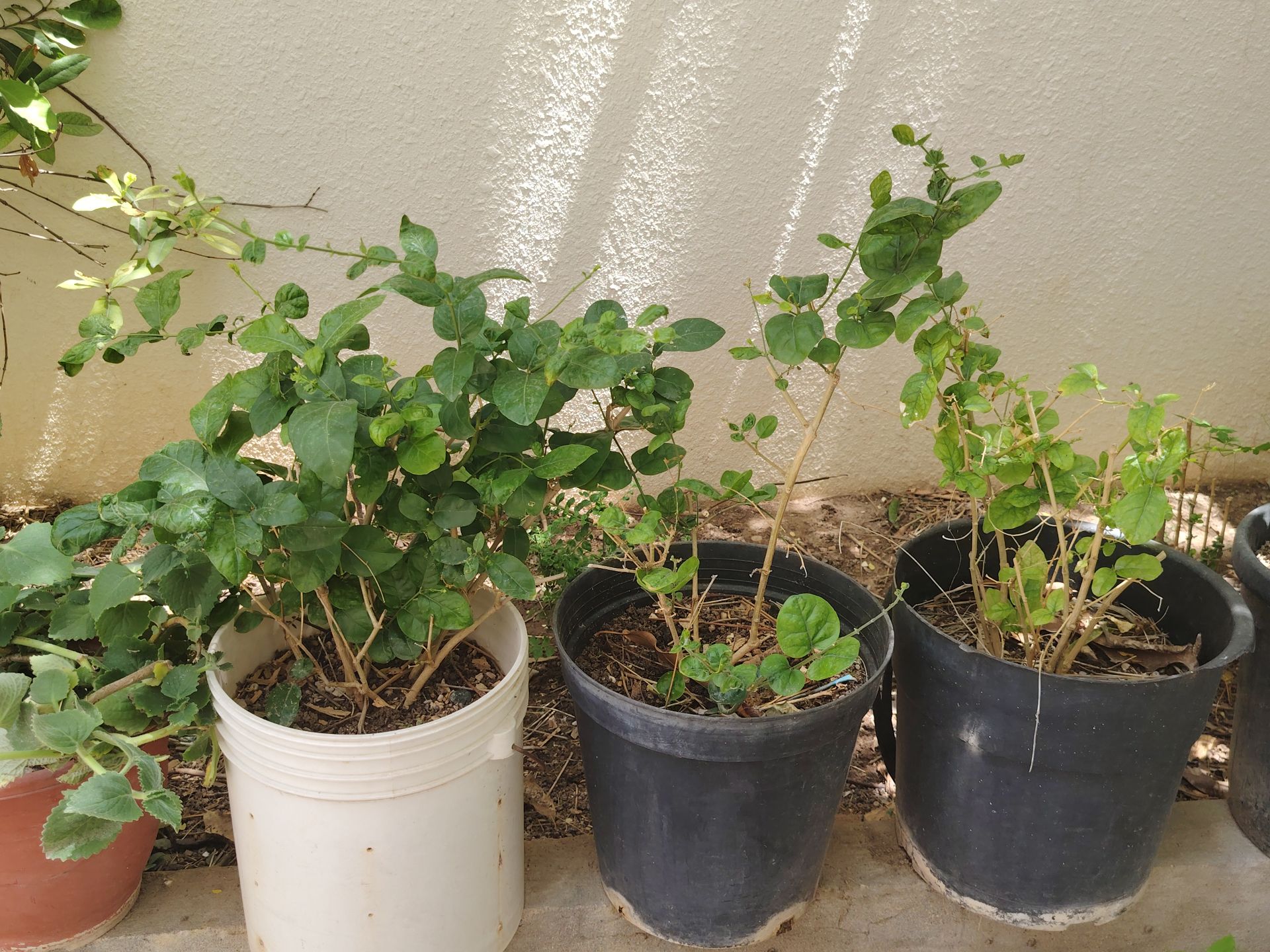 4 jasmine plant - Image 1