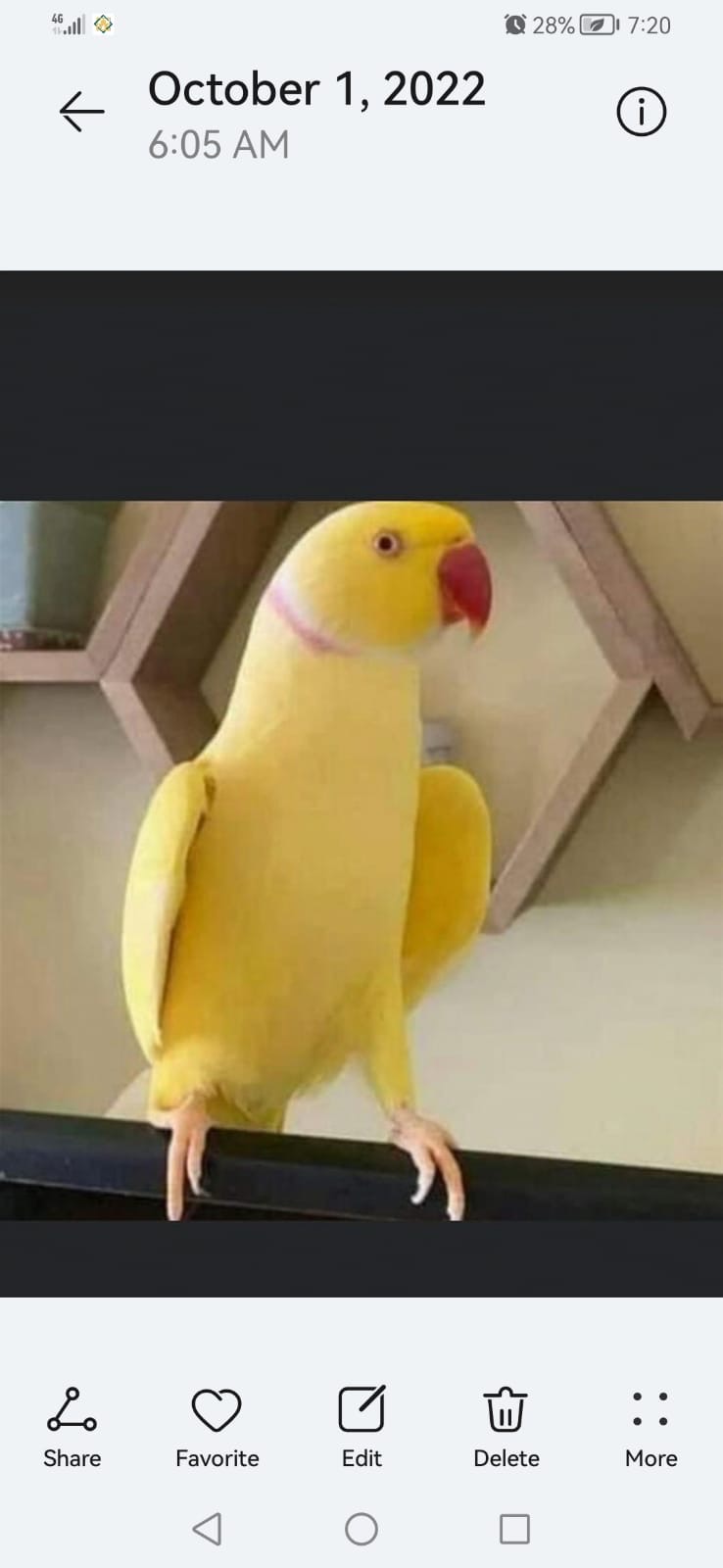 Required yellow ringneck male parrot full friendly  - Image 2