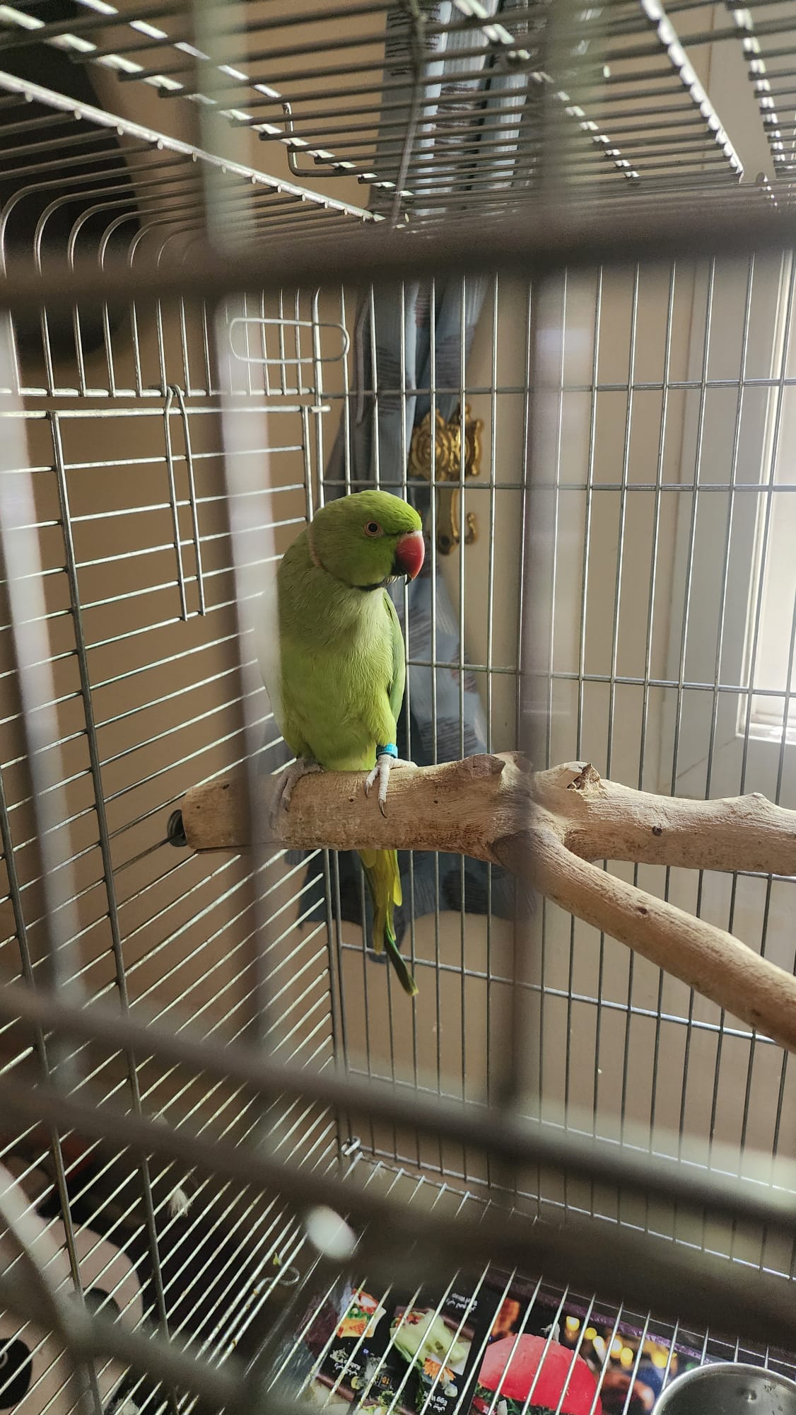 Paired indian neck parrot - Image 4