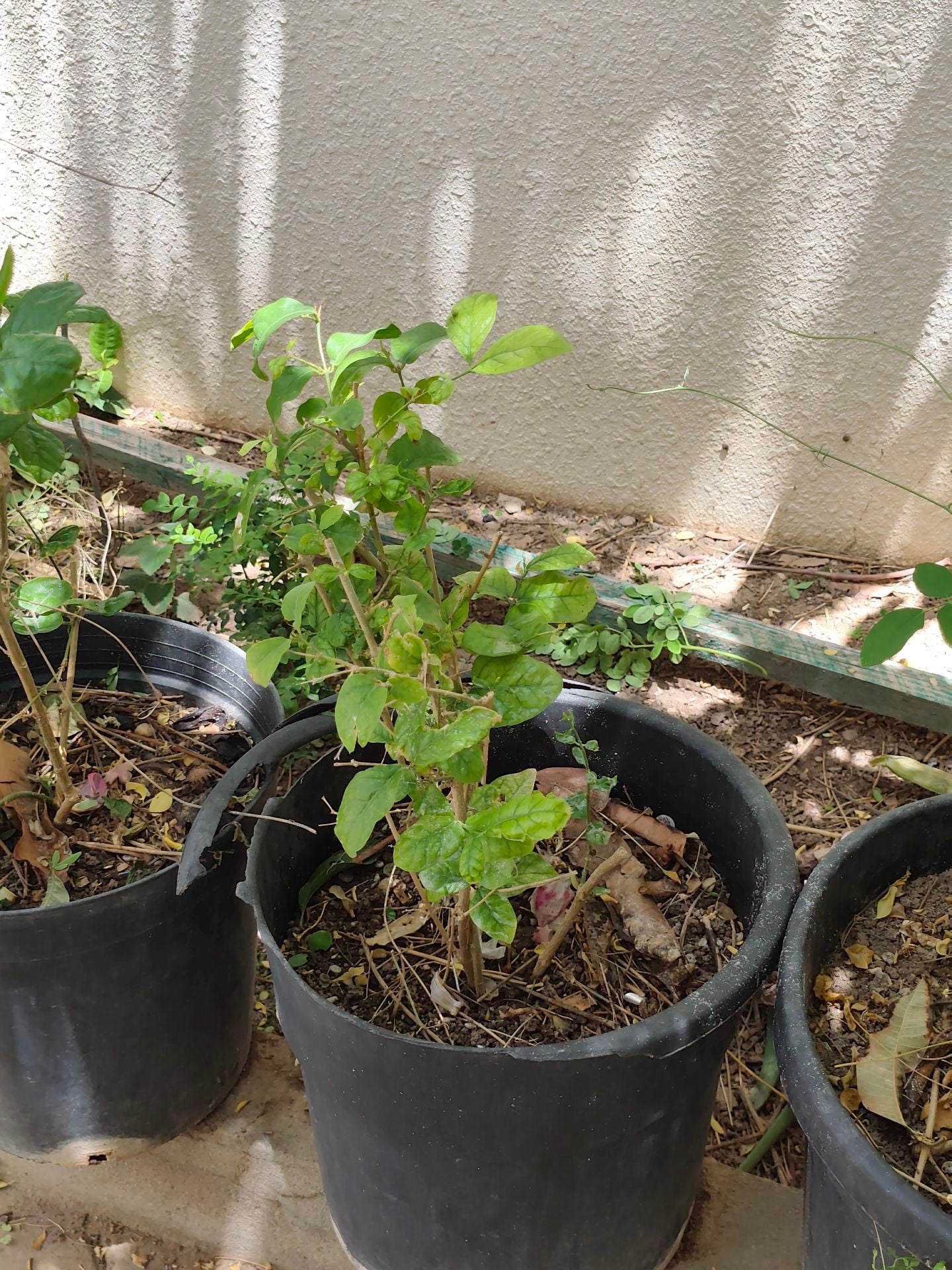 Jasmine plant ☘️ - Image 2
