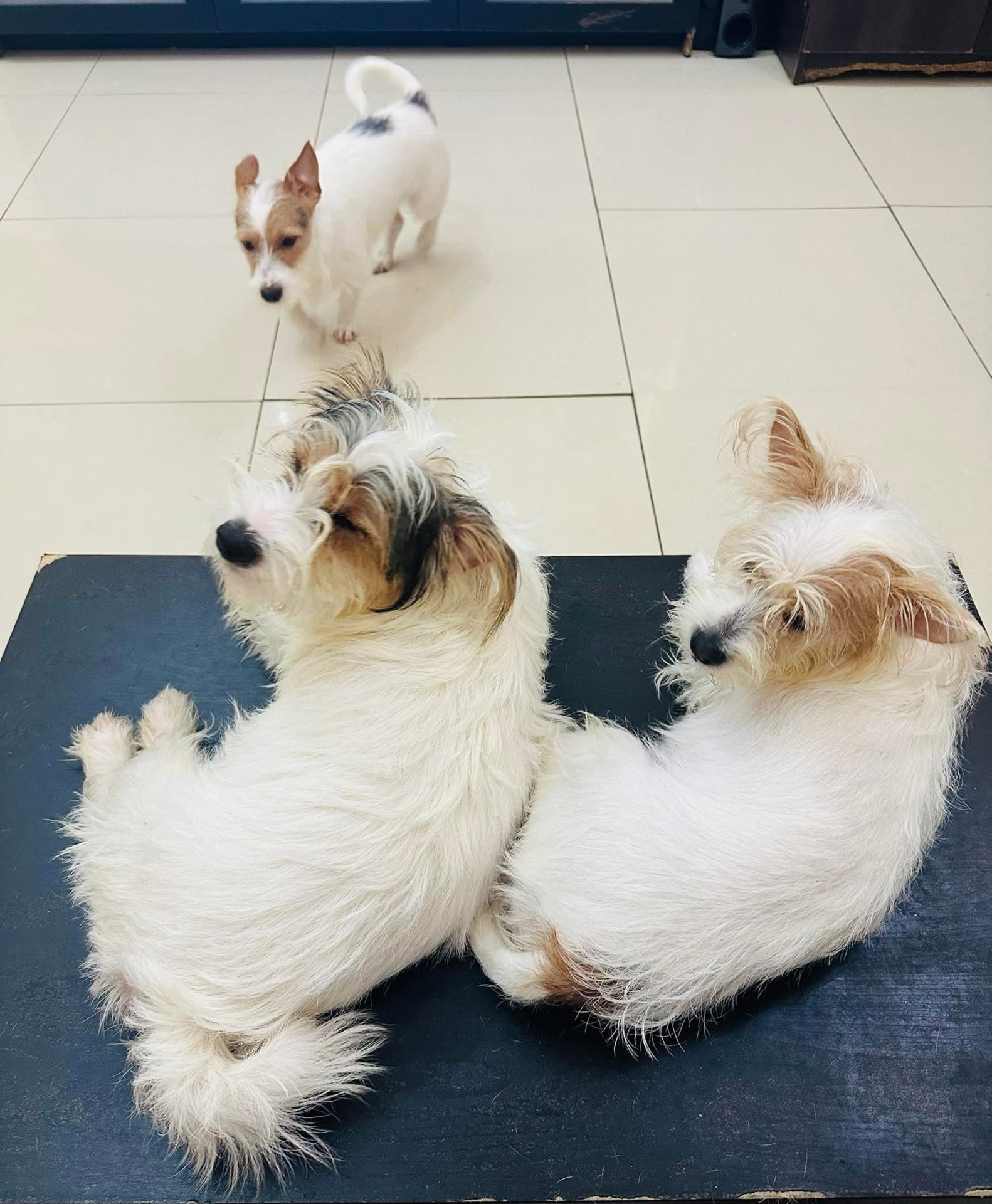 Jack Russell Terrier  - Image 5