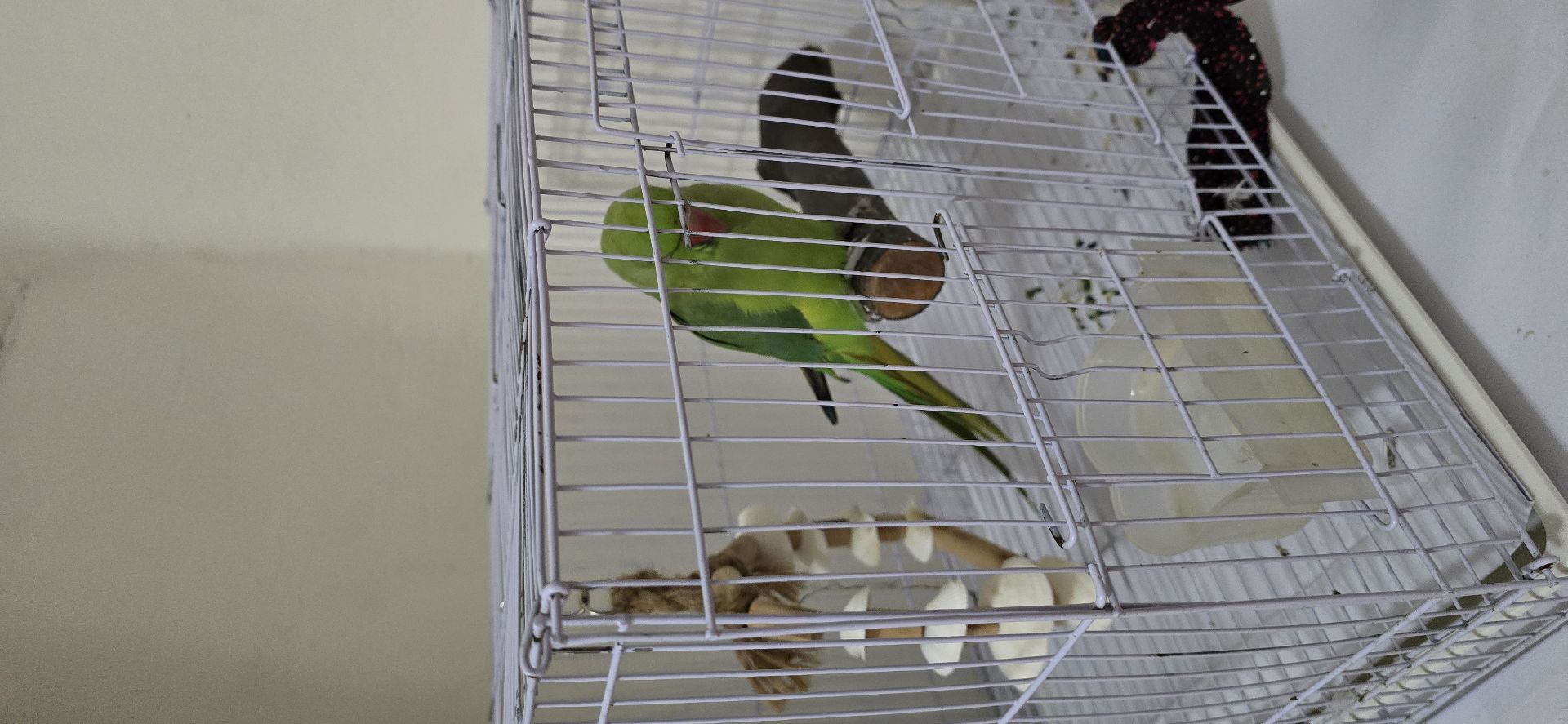 INDIAN PARROT - Image 4