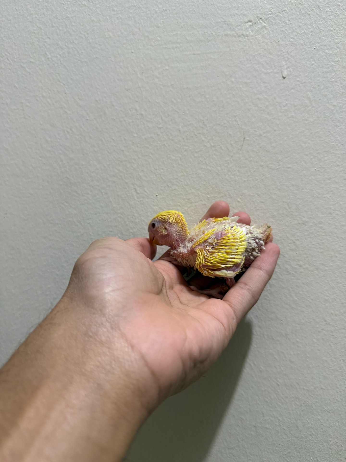 Love bird chick - Image 3