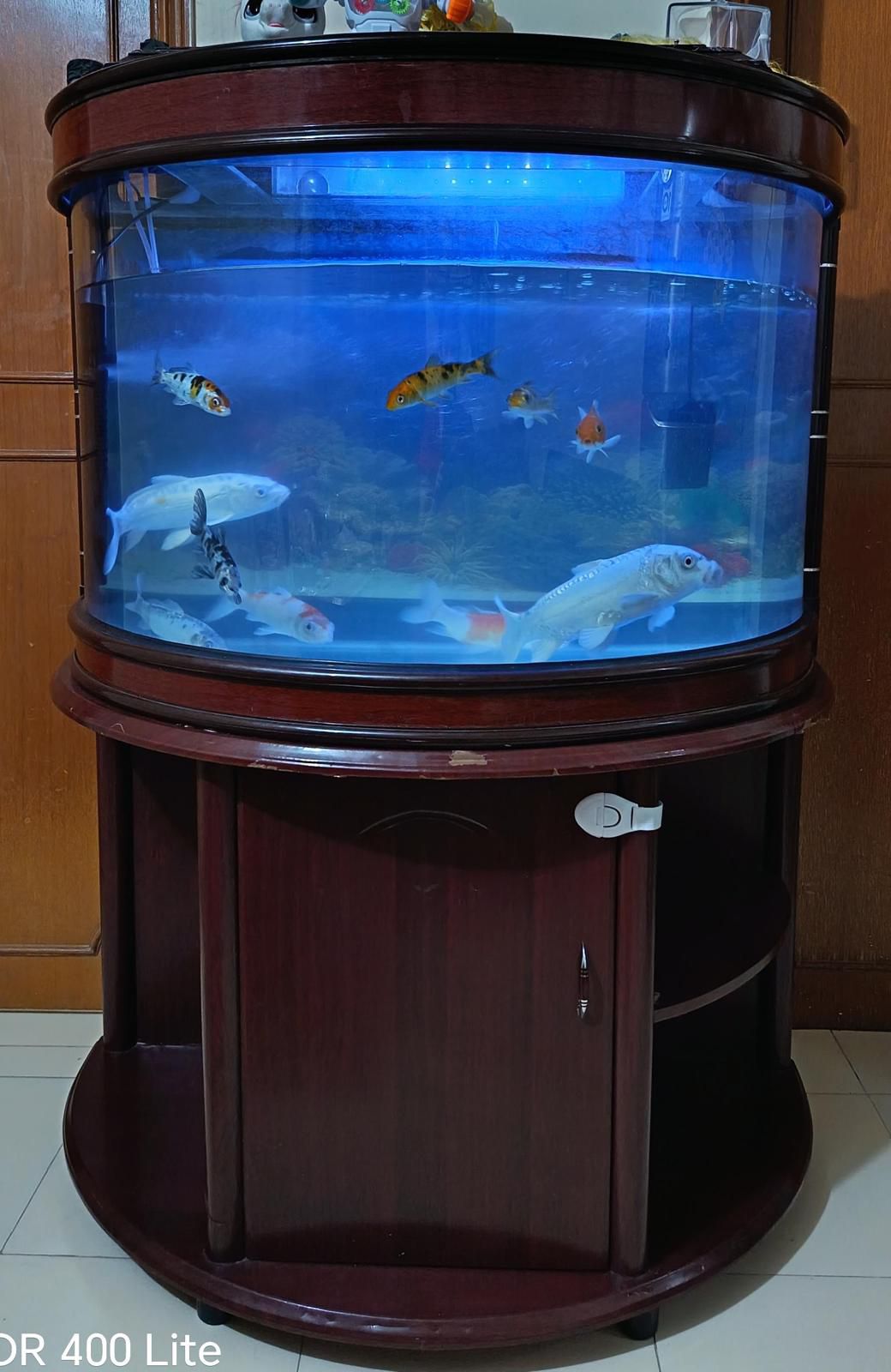 Aquarium with fish  - Image 3