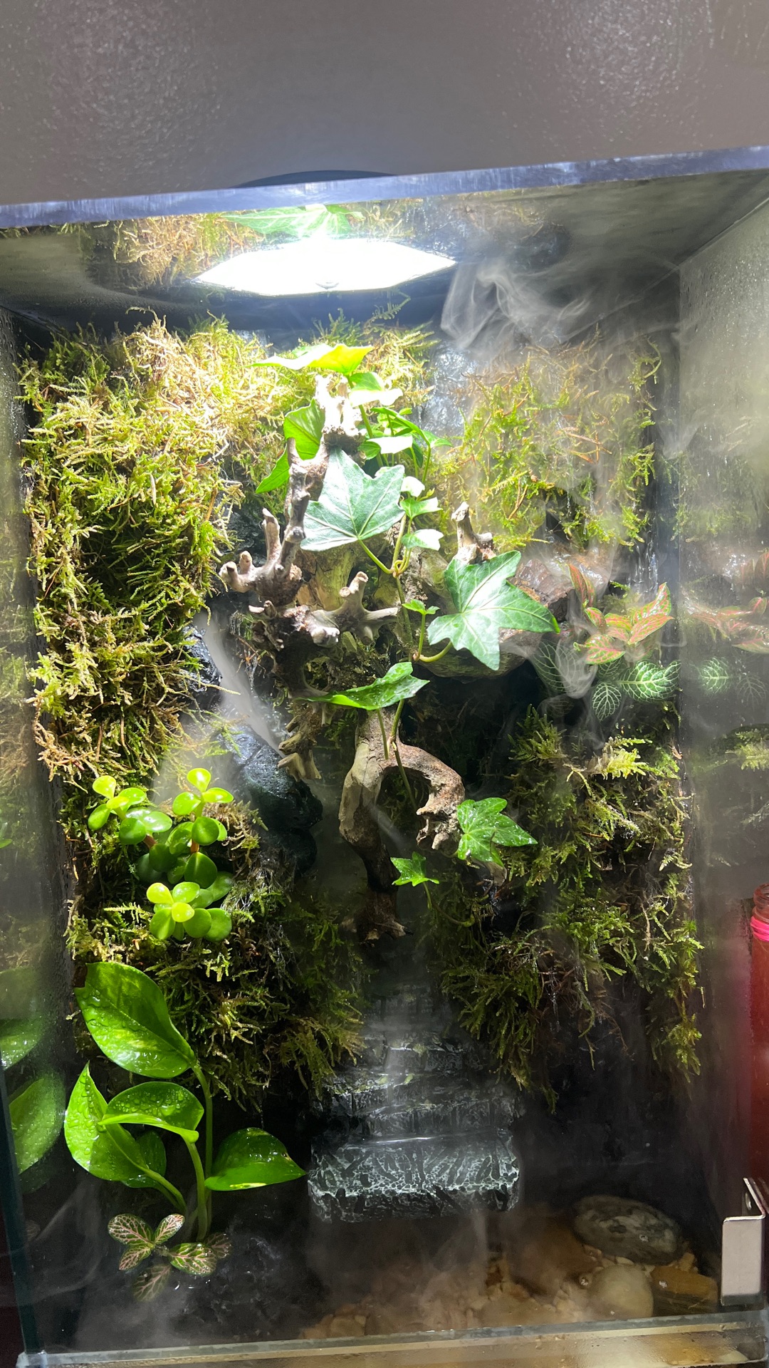  paludarium/terrarium for sale  - Image 8