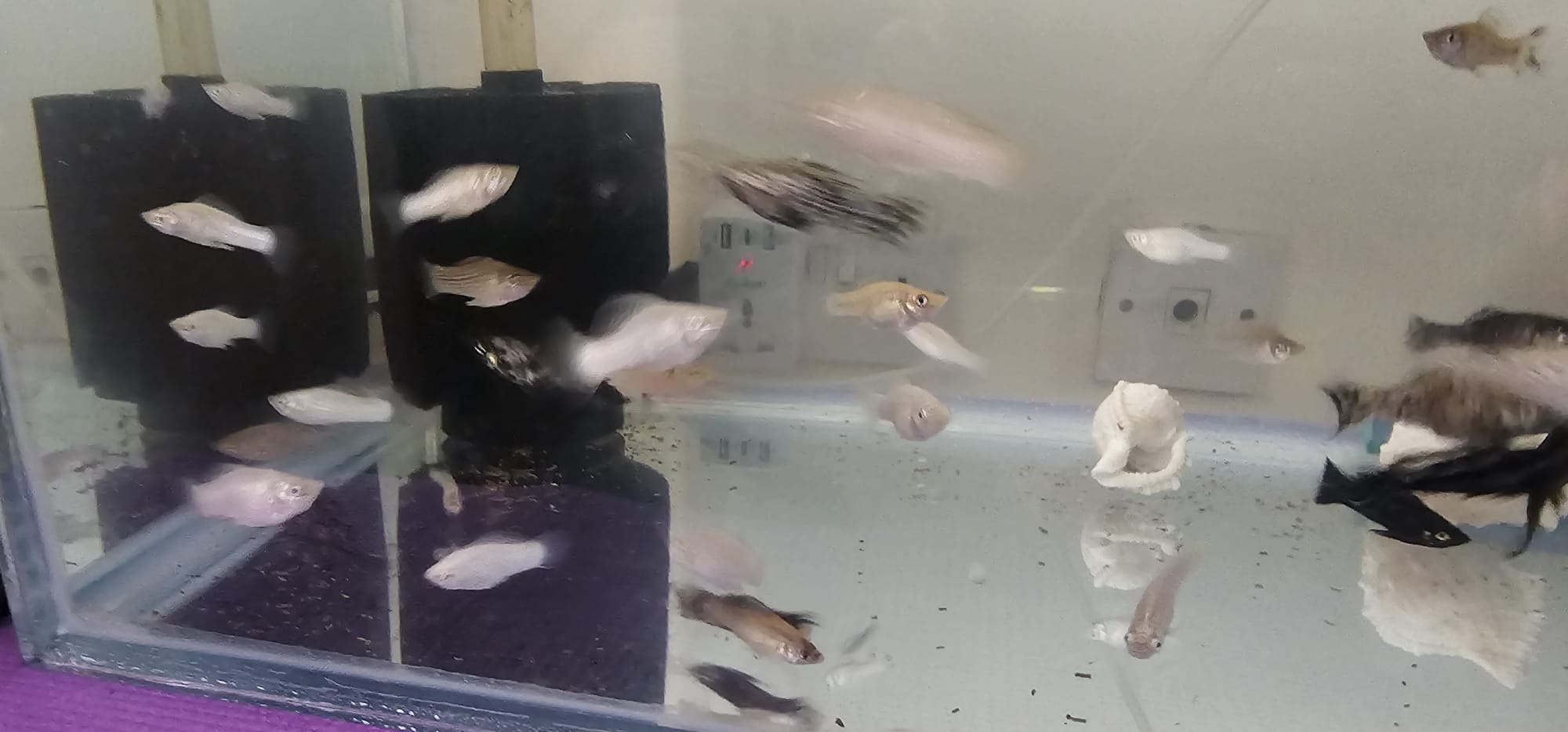 Aquarium fish for sale-Molly-small and large sizes - Image 1