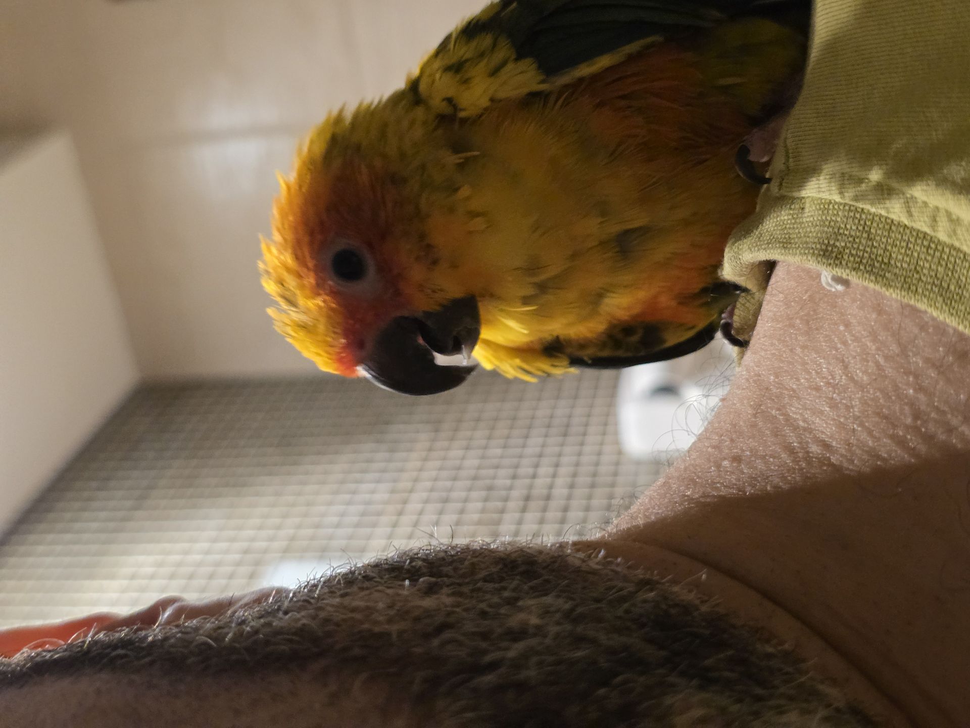 Mango parrot (sunconure) 8 months old - Image 6