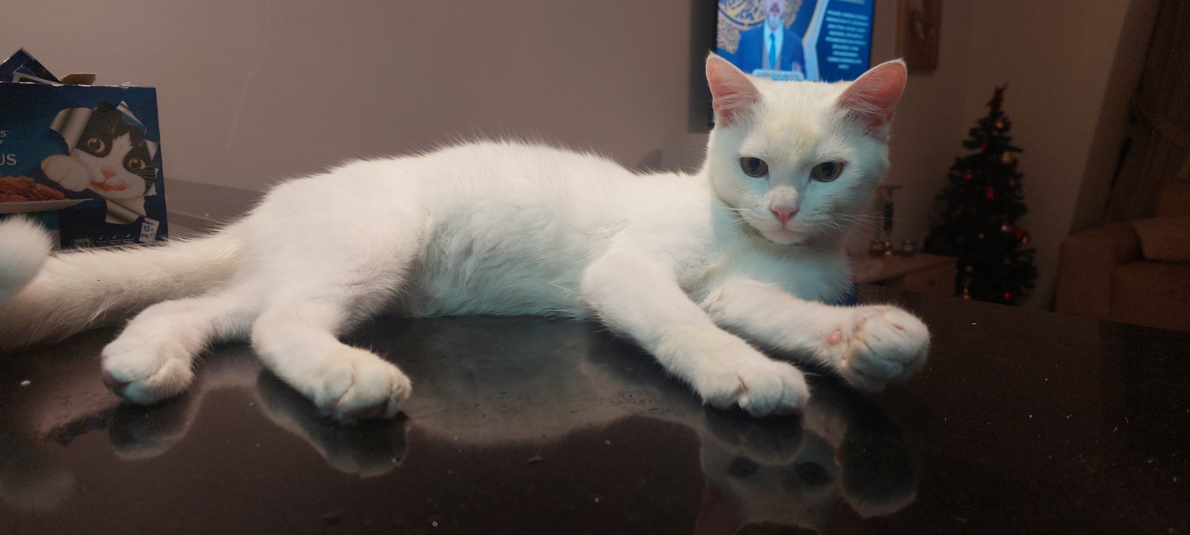 6-month-old Snow-White Boy for Adoption - Image 1
