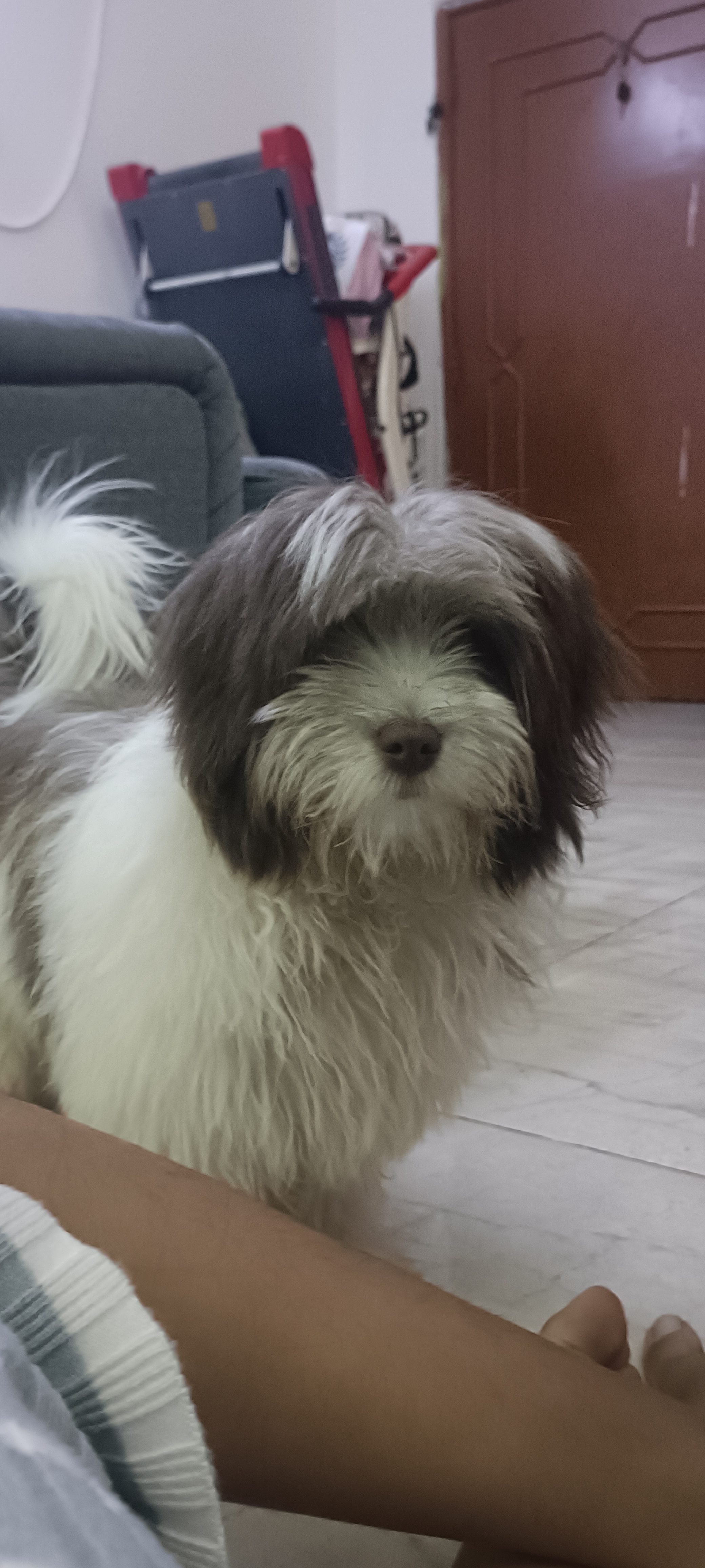 Dog for sale. - Image 3