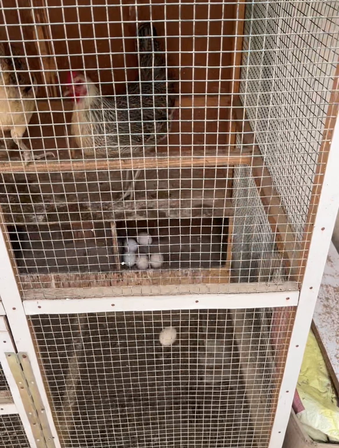 EGG LAYING HENS - Image 3