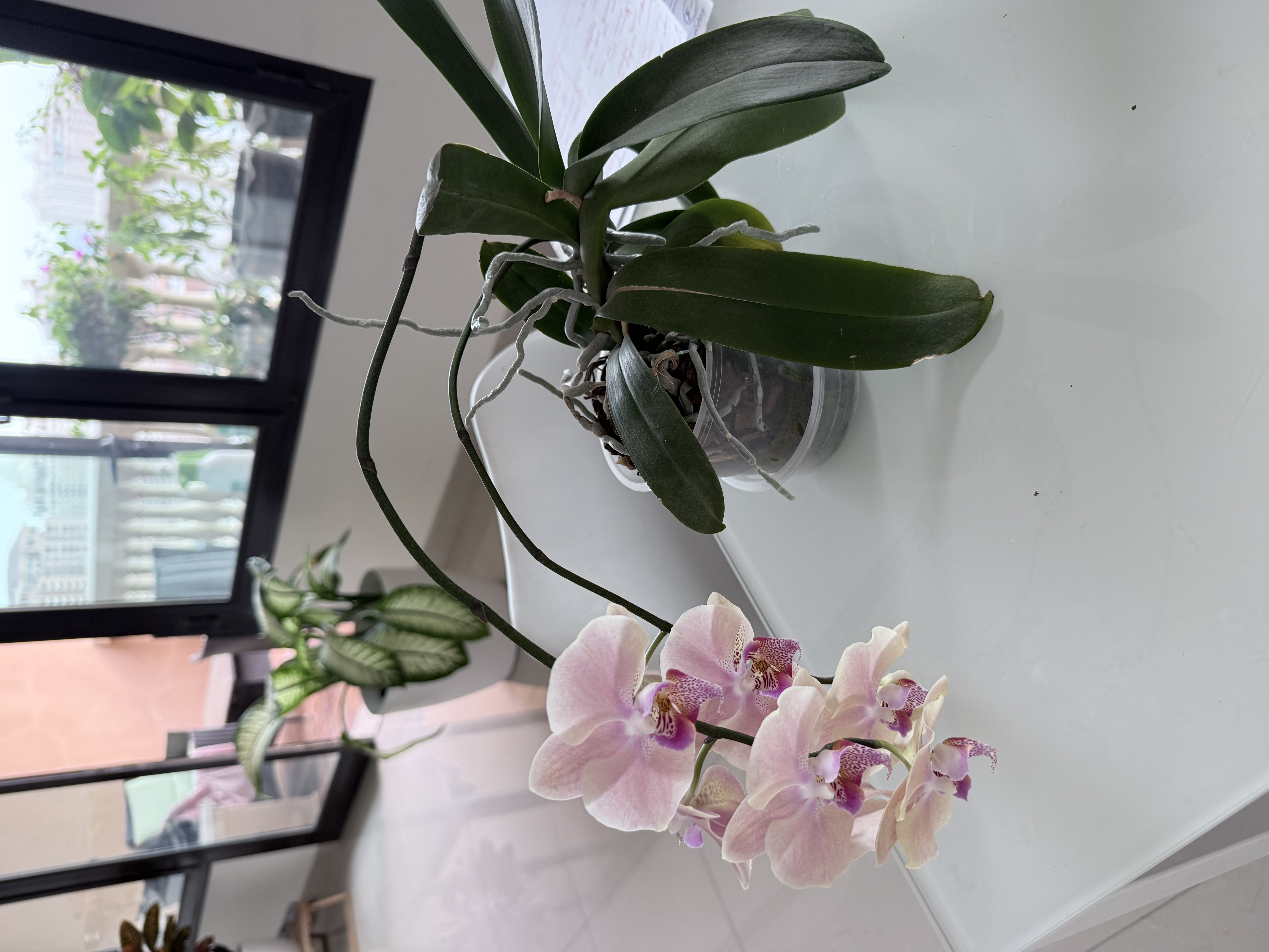 Orchids to choose indoor plants  - Image 4