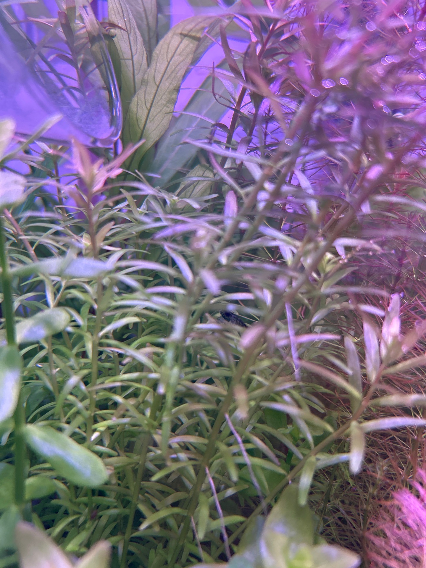 Aquarium Plant Trimmings - Image 3