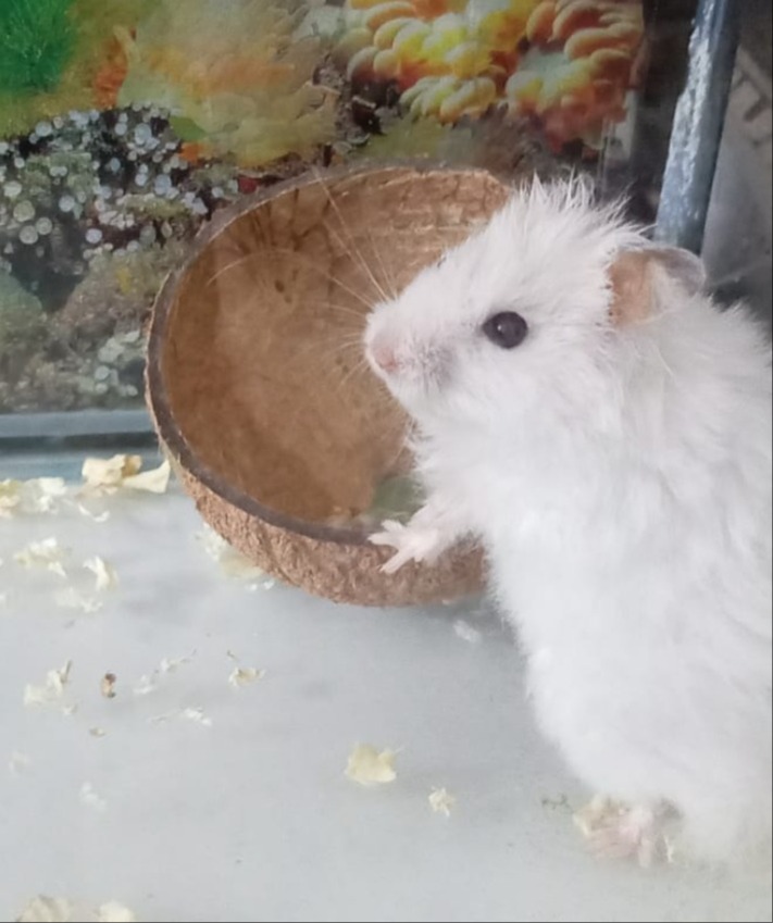 Syrian hamster - Image 3