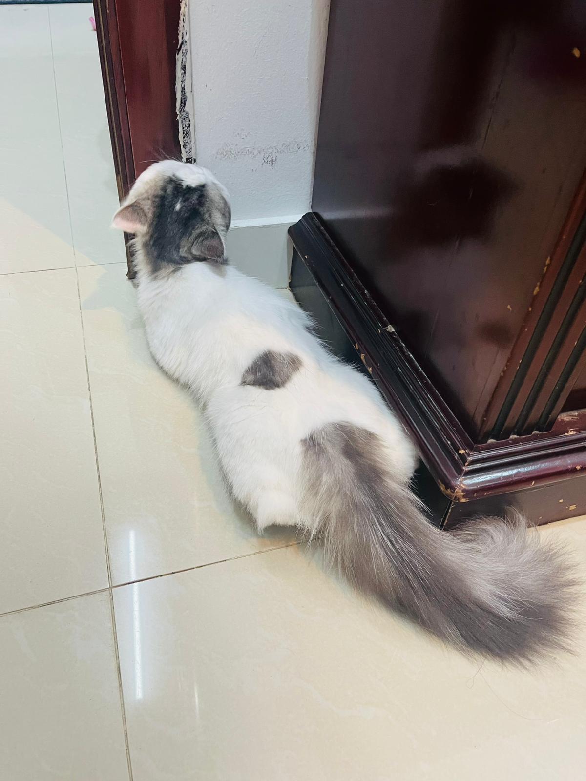 Persian cat for adoption - Image 5
