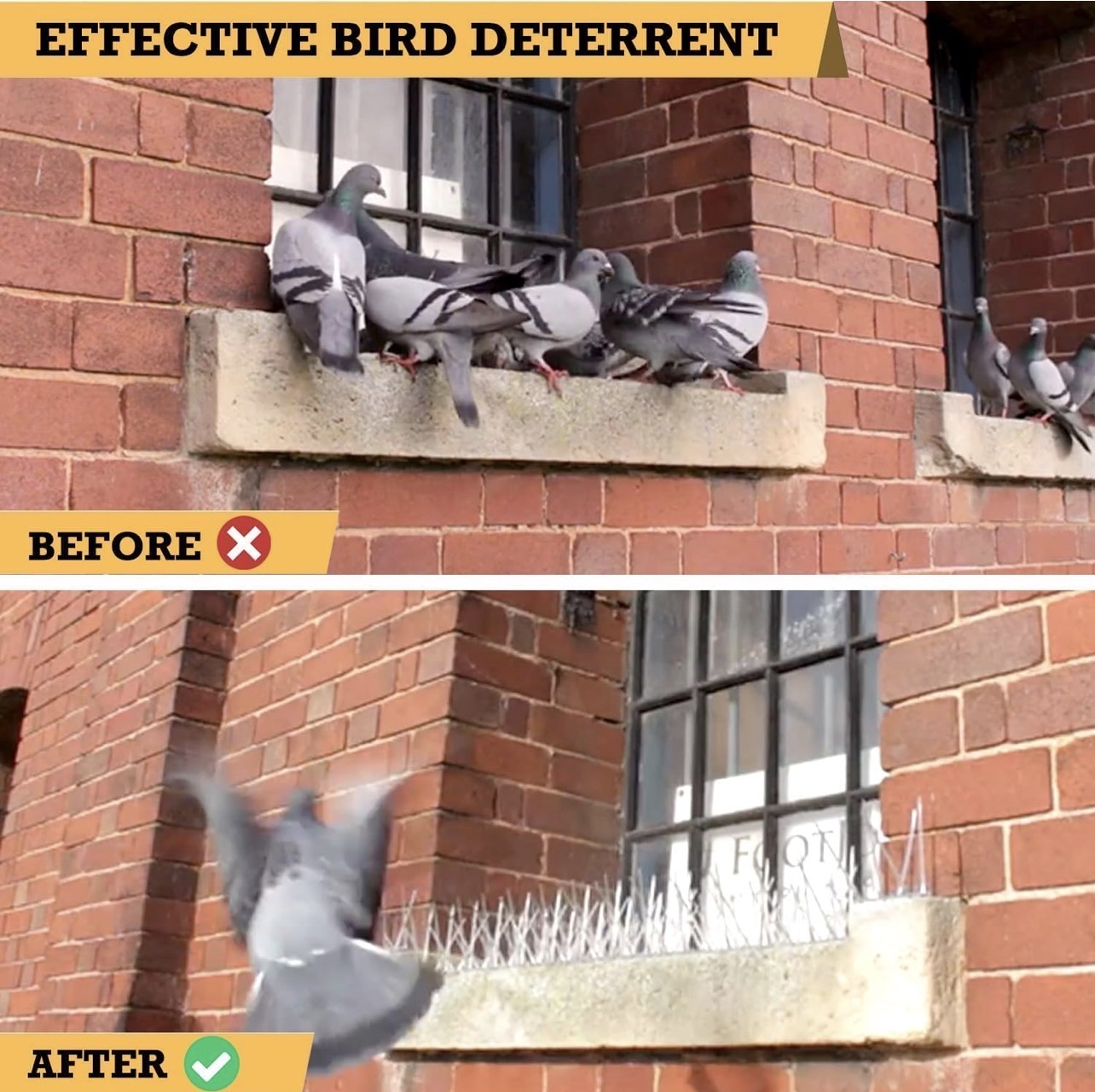 Pigeon spikes also useful for keeping cats away - Image 2