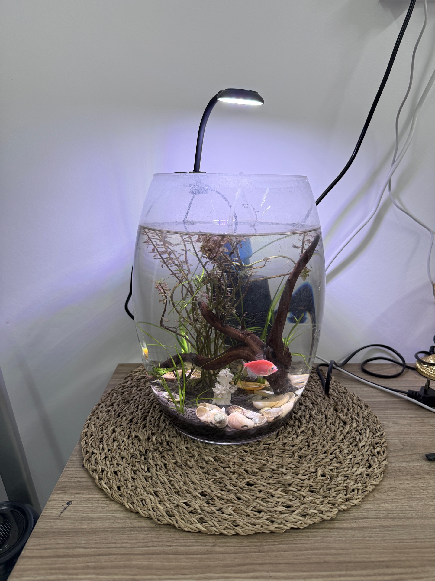 Aquarium with natural plants with 3 different lighting  - Image 4