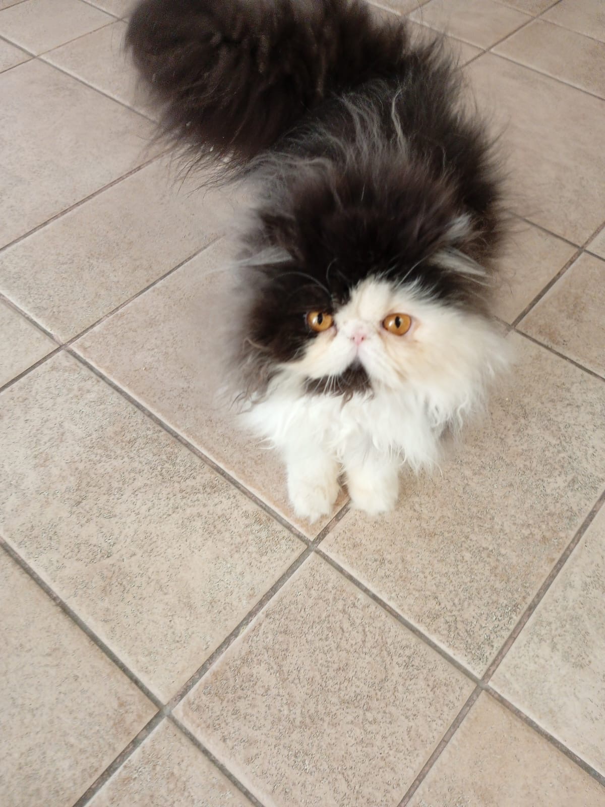 Cute Persian kitten - Image 8