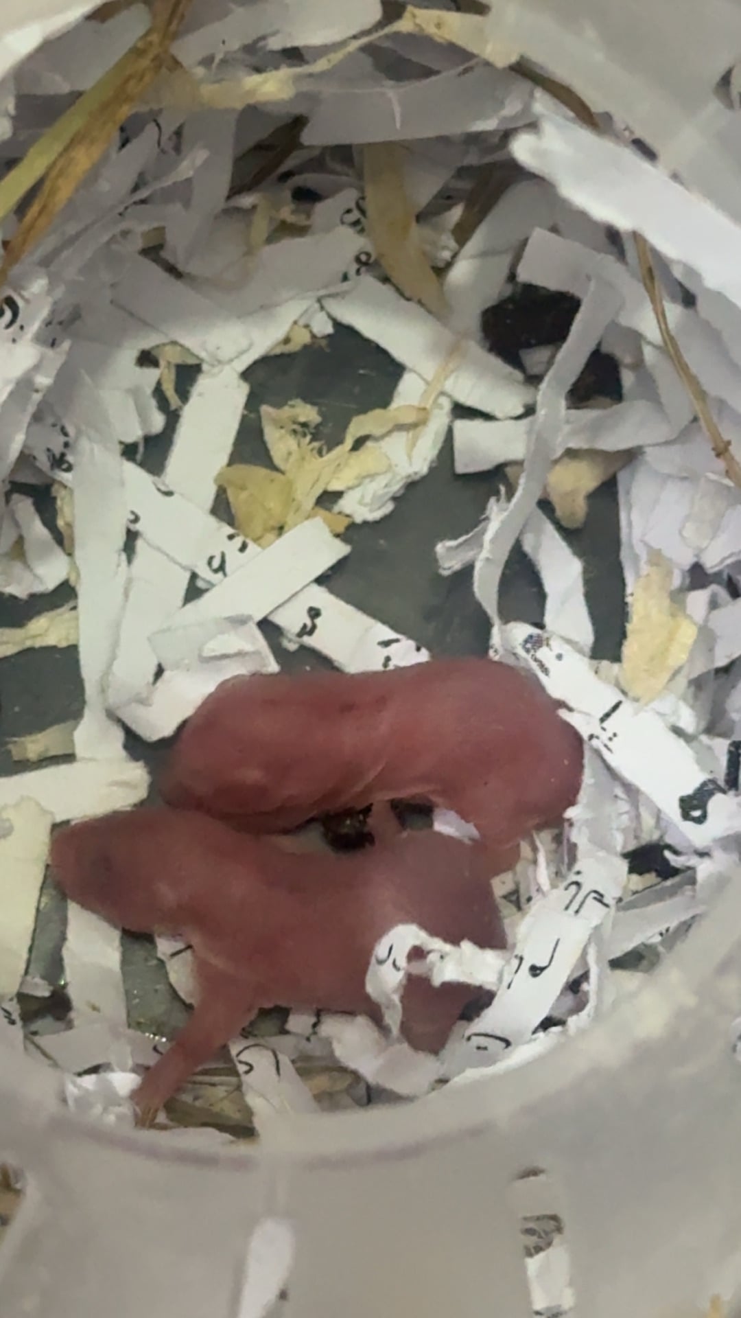5 hamster with cage - Image 4