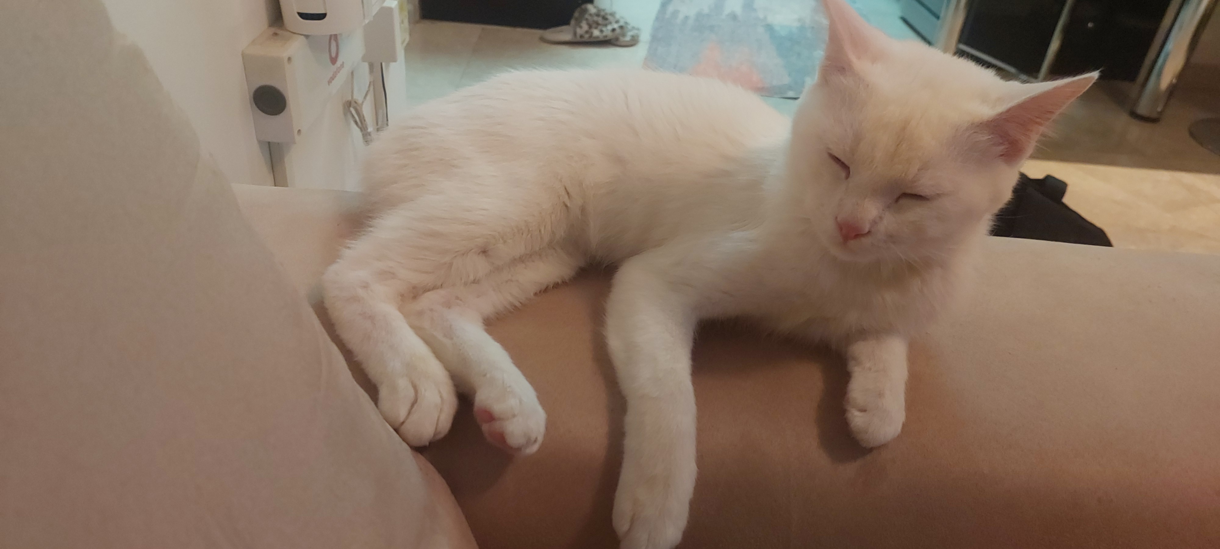 6-month-old Snow-White Boy for Adoption - Image 5