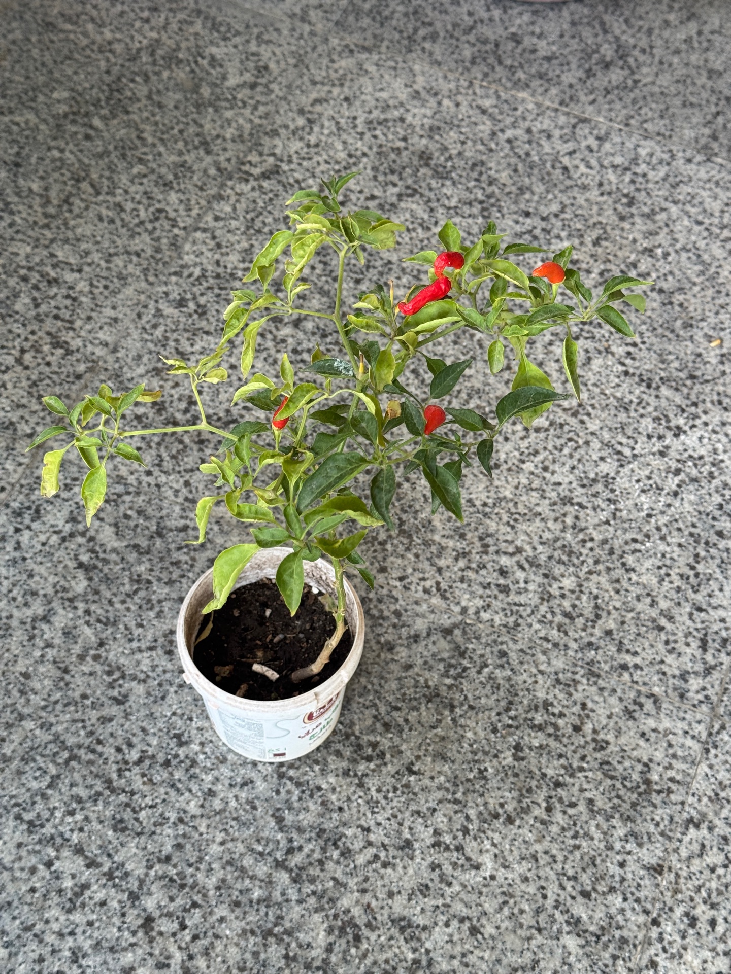Plants for sale - Image 2