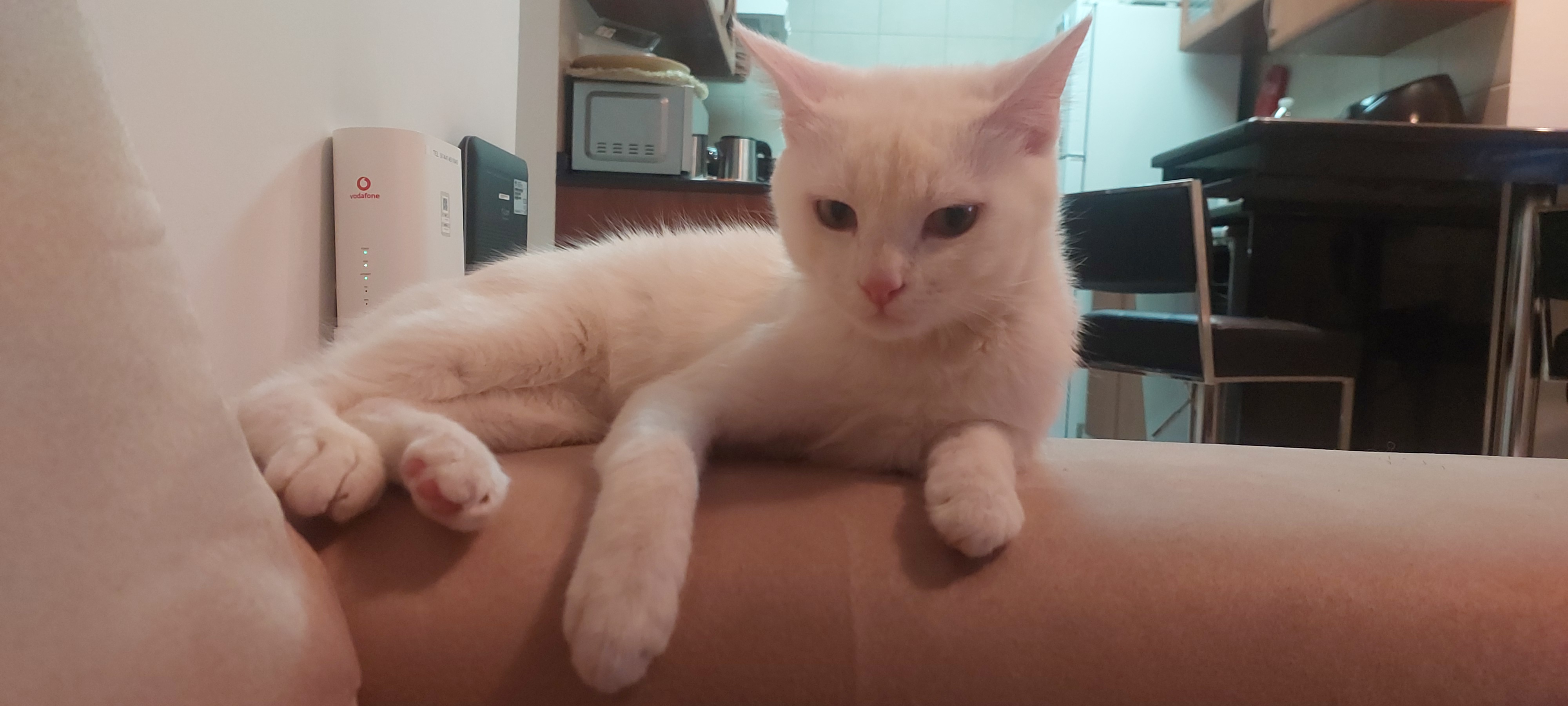 6-month-old Snow-White Boy for Adoption - Image 4