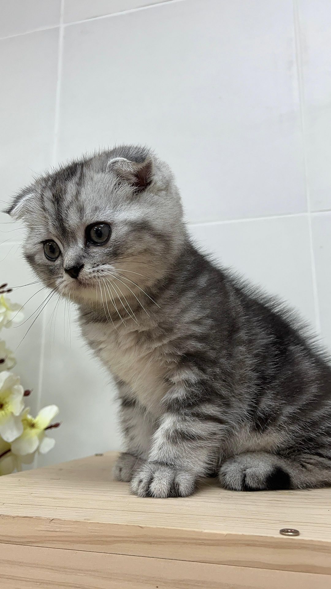 Scottish Fold Kitten  - Image 2