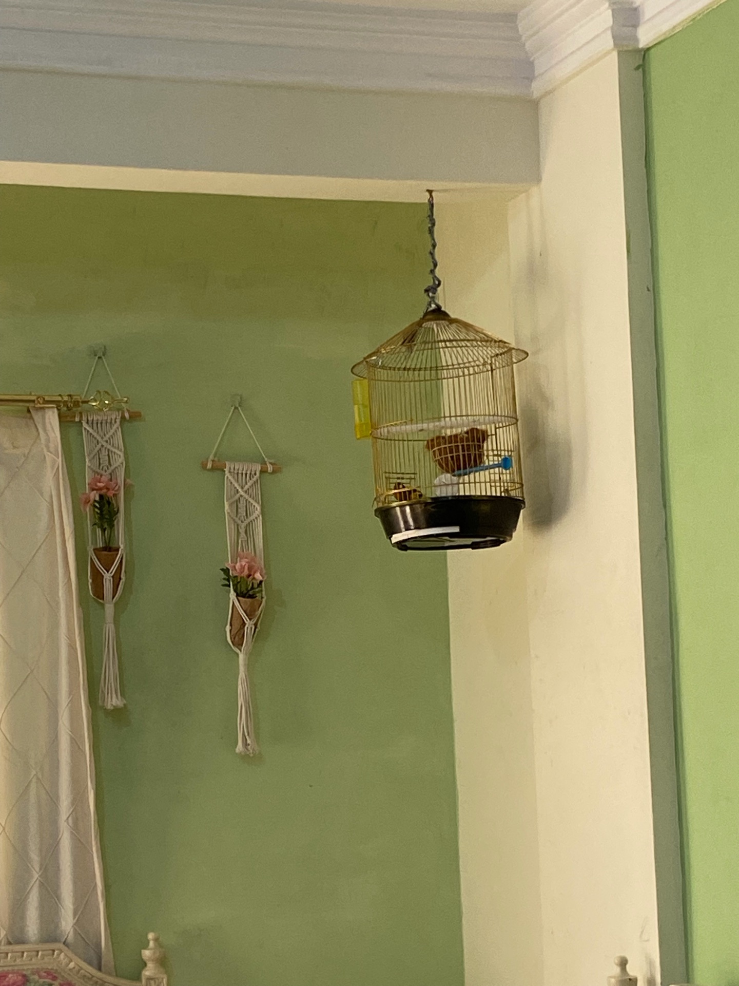 Lovely canary bird for sale. Strong, sweet singing voice, active and healthy. - Image 5