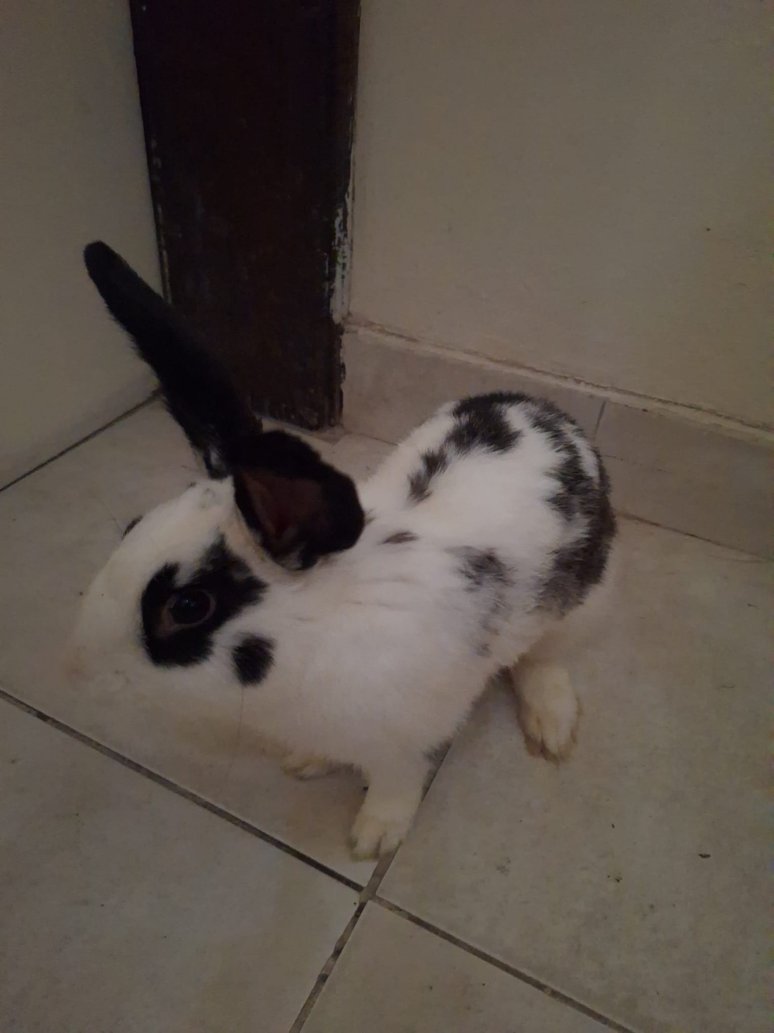Male rabbit 6 Months old for sale - Image 1