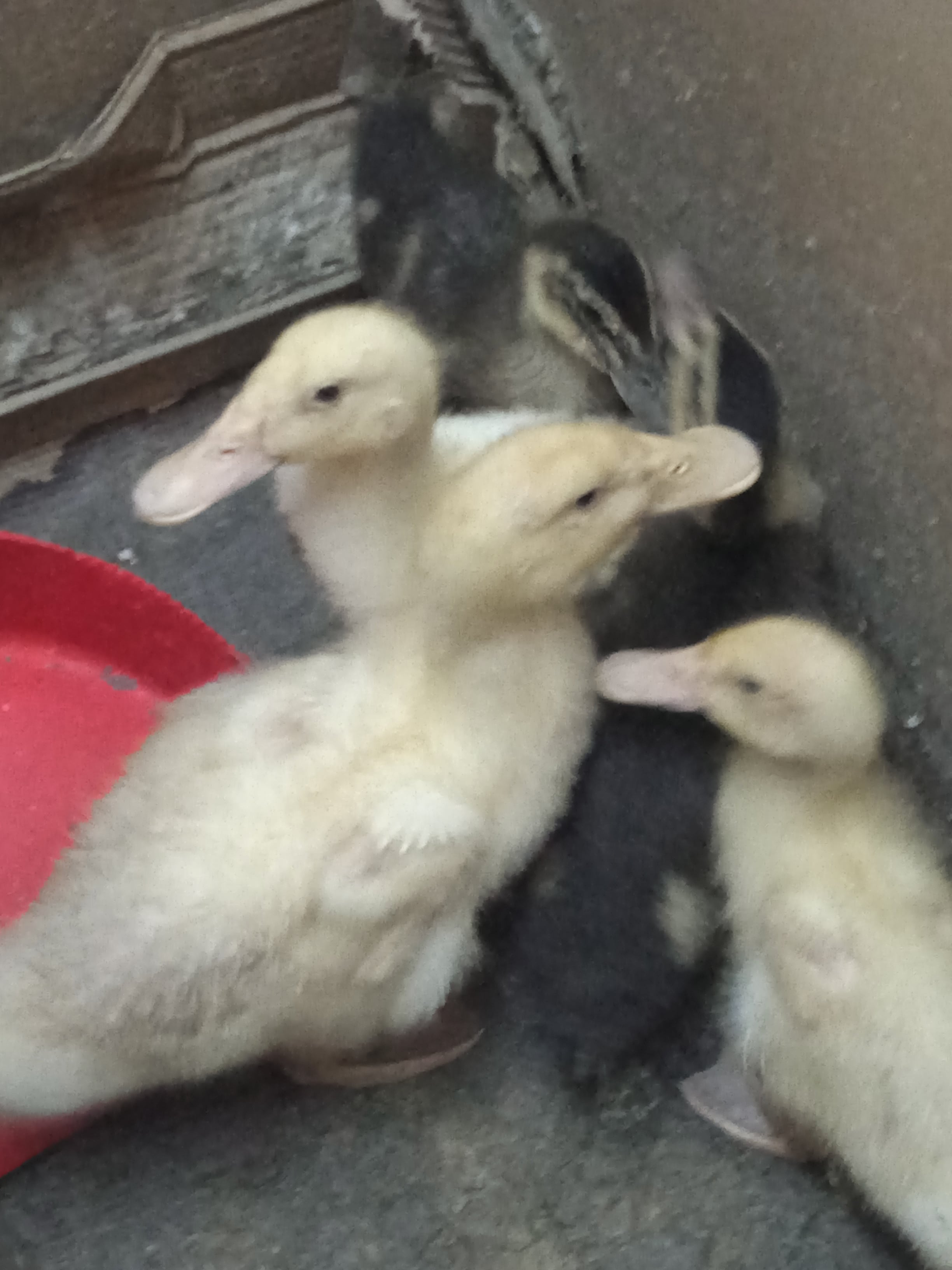 Little ducks - Image 3