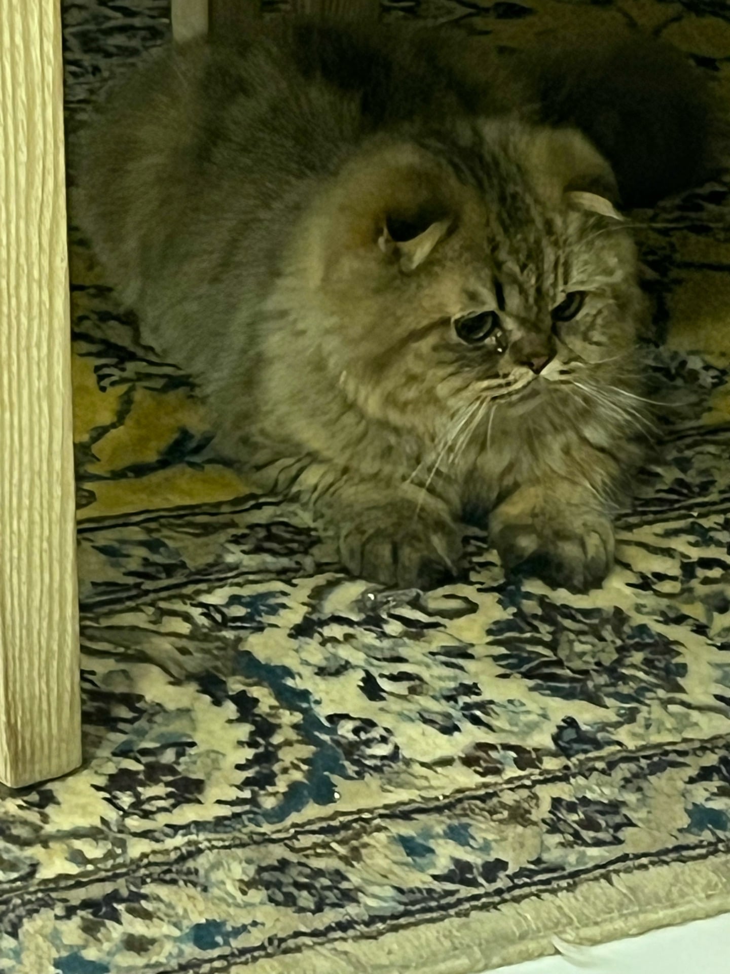 قطط سكوتش فولد لونغ هير - Image 3