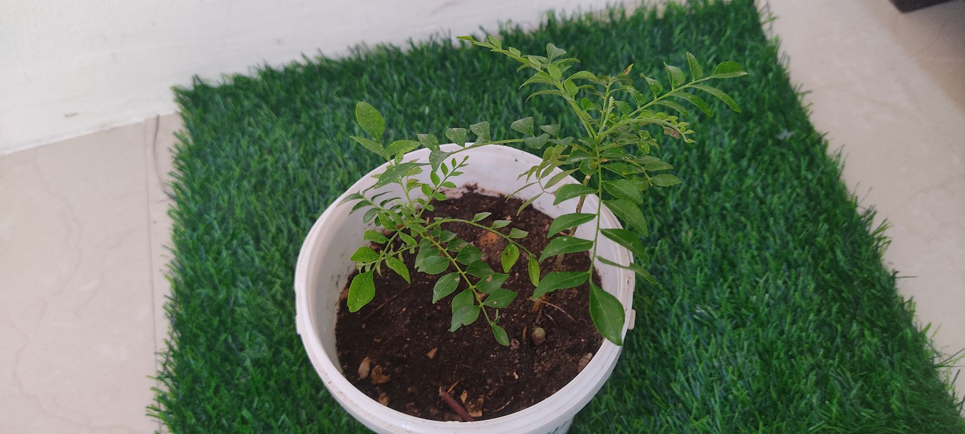 Curry leaf plants-2 - Image 3