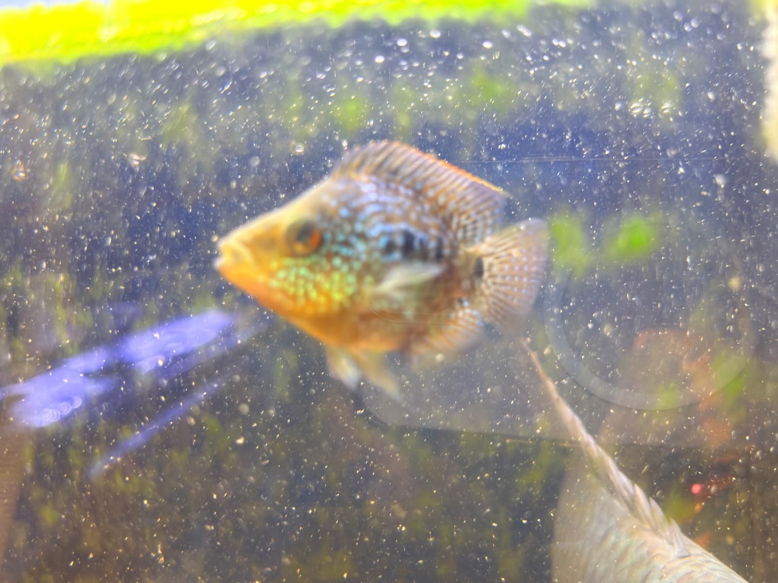 Flowerhorn - Image 1
