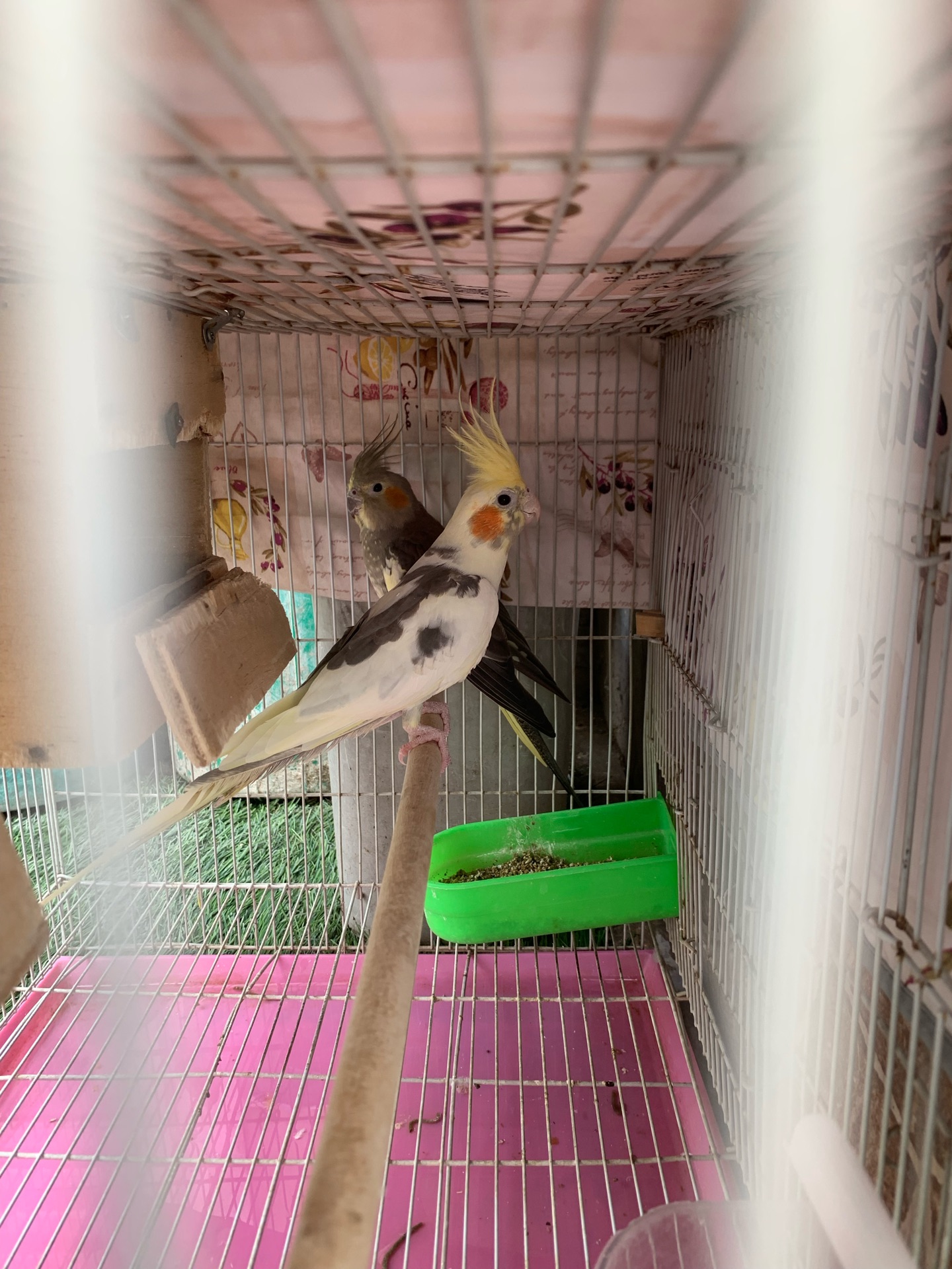 Cockatiels pair with big cage for sale  - Image 3