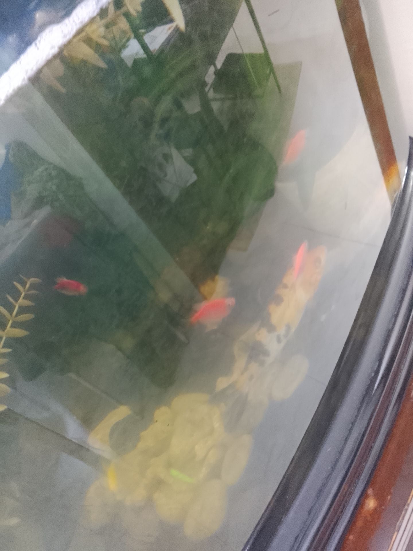 Aquarium + fish + decor for sale - Image 4