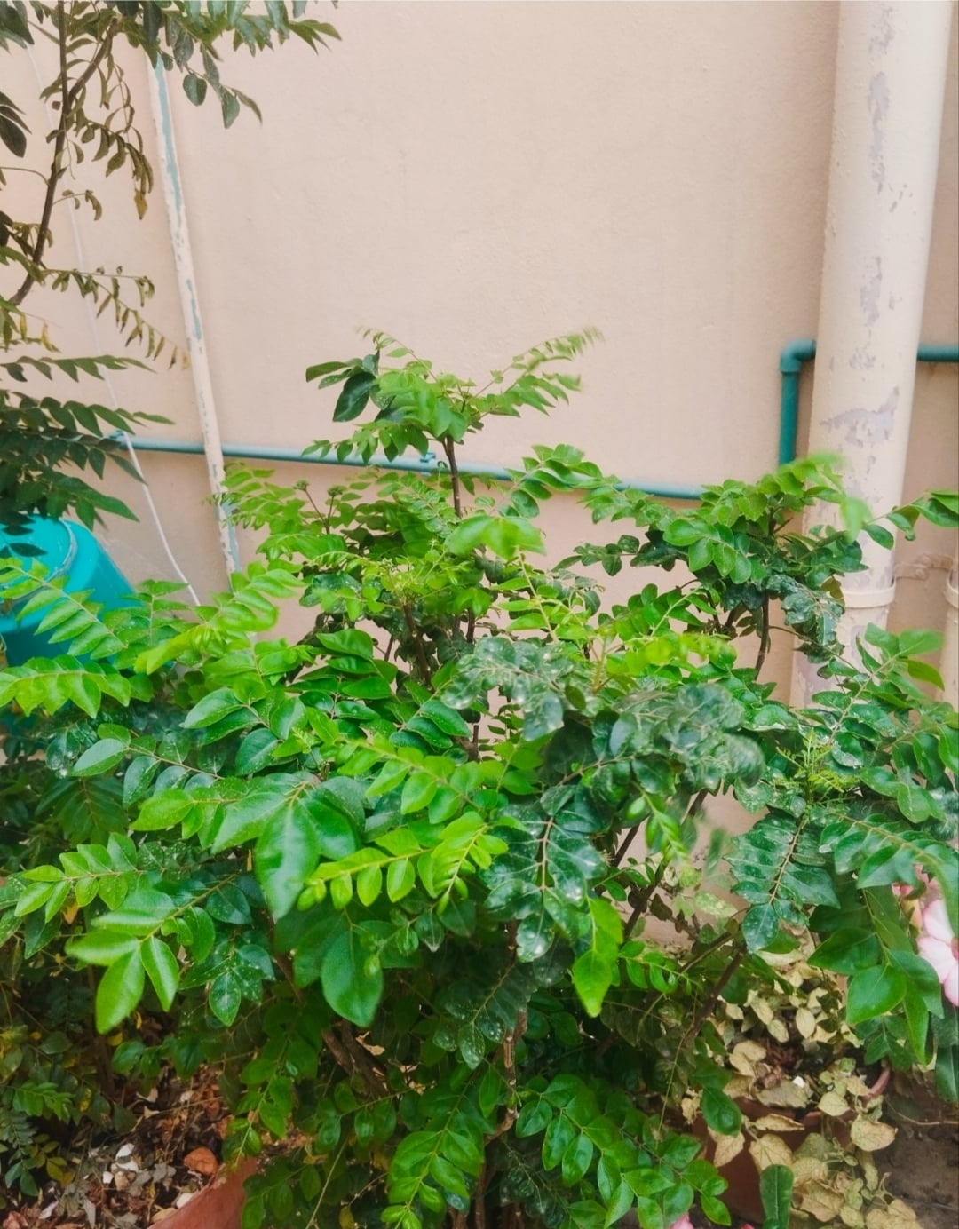 plants - Image 4