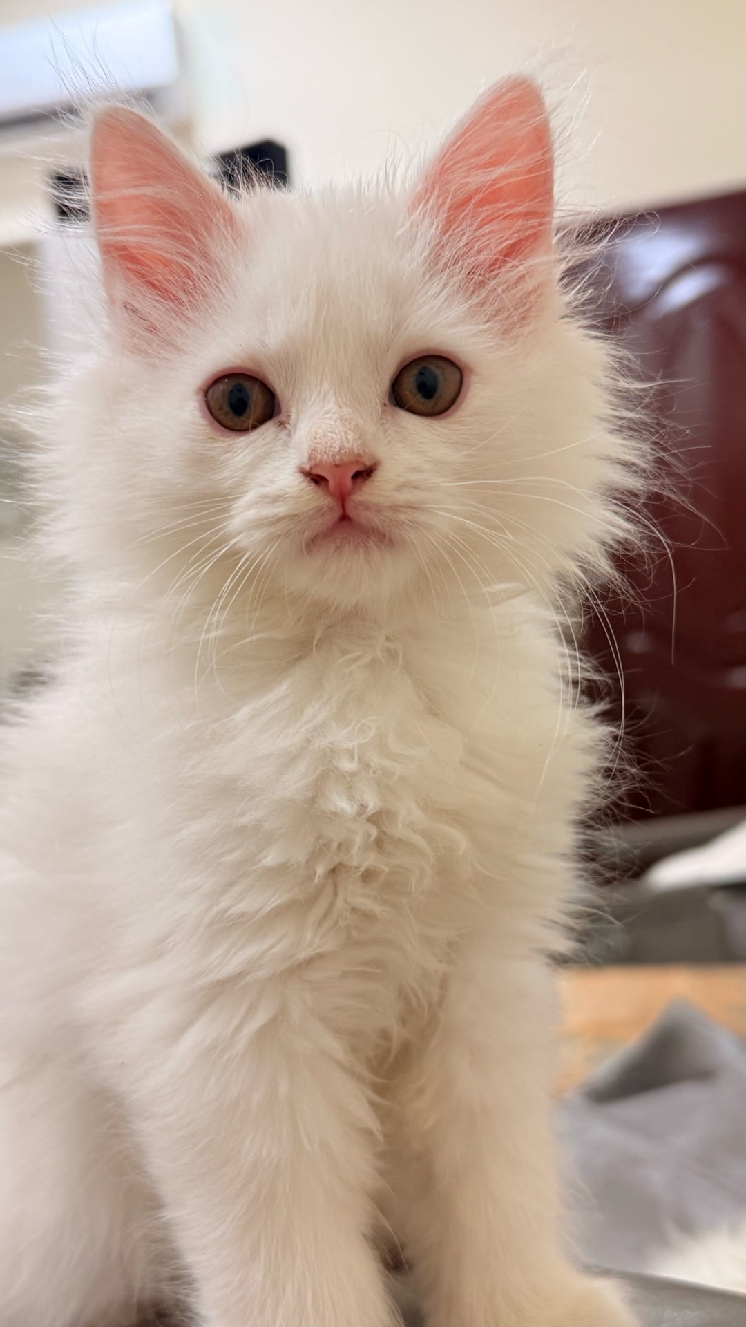 Shirazi cut kittens - Image 3