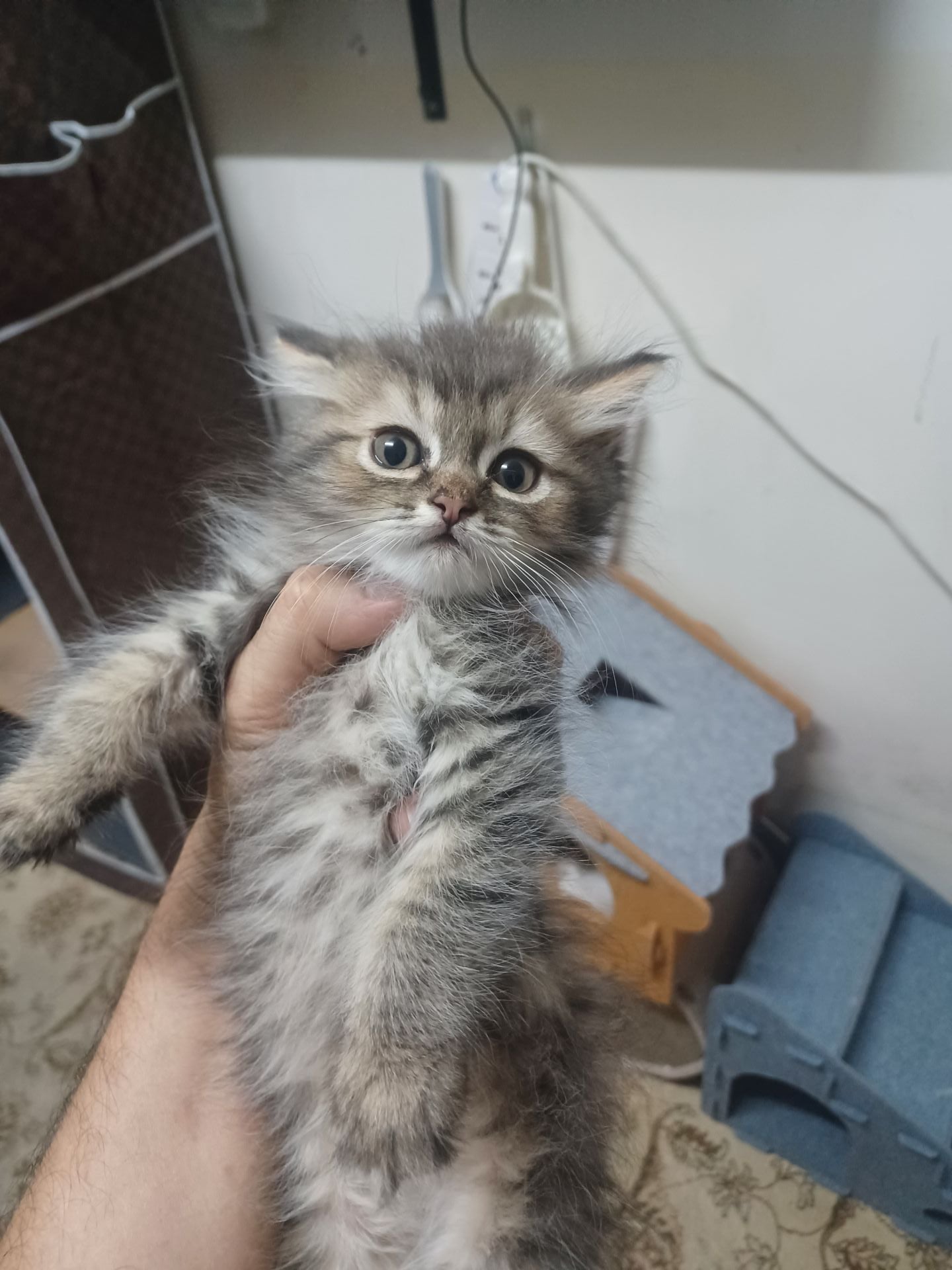 شيراز مع سكوت للبيع - Image 7