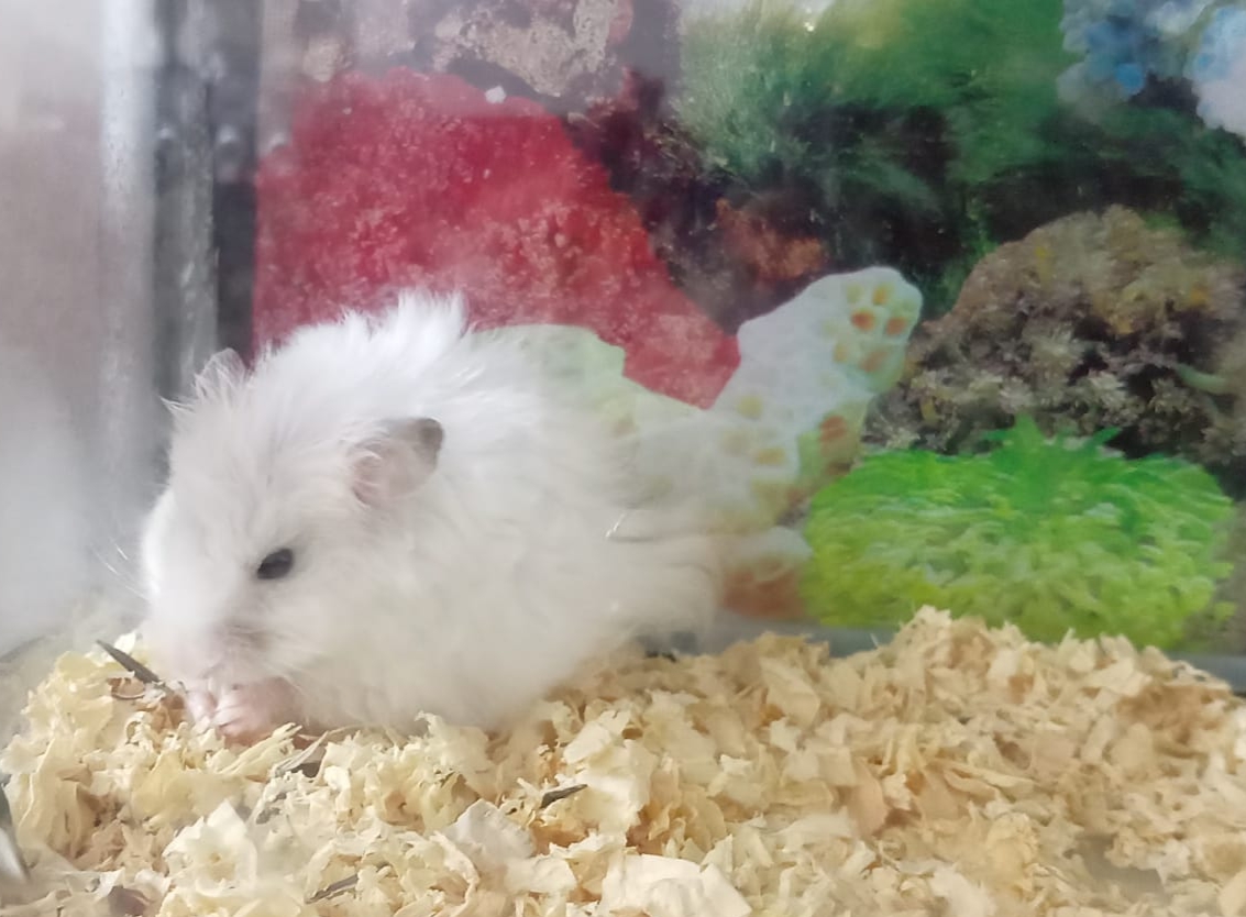 Syrian hamster - Image 1